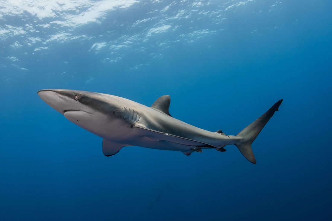 Heute.at - Artenschutz: Sind Froschschenkel bald vom Tisch?