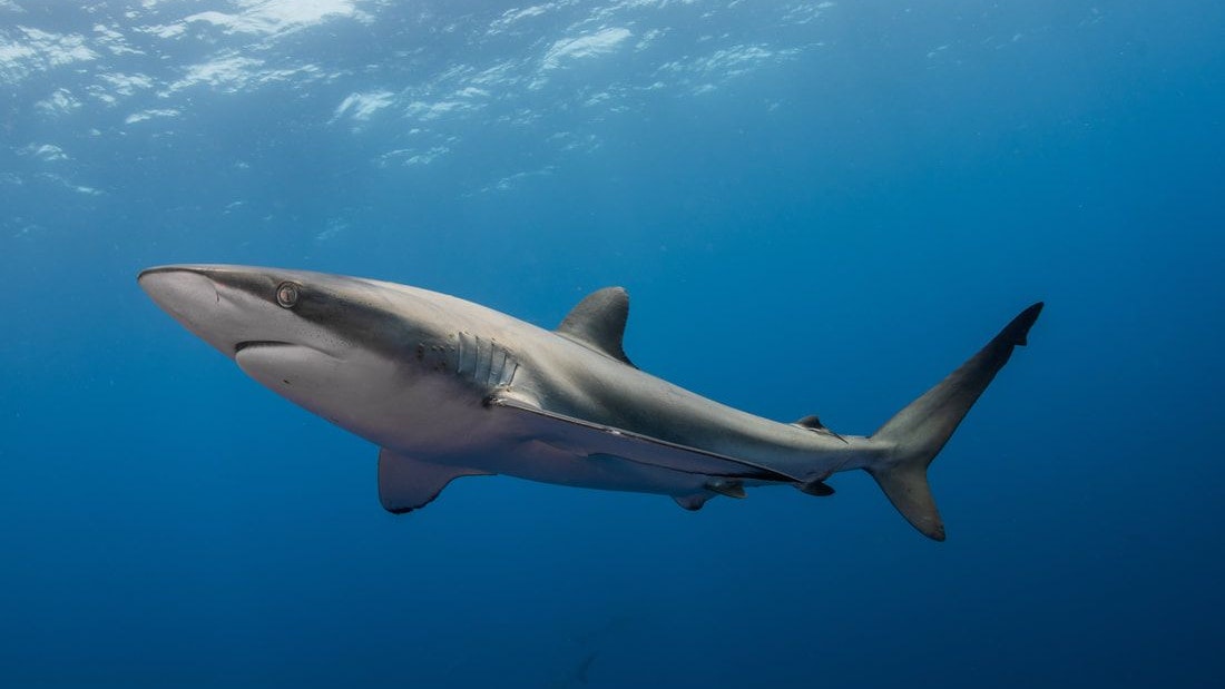 Heute.at - Artenschutz: Sind Froschschenkel bald vom Tisch?