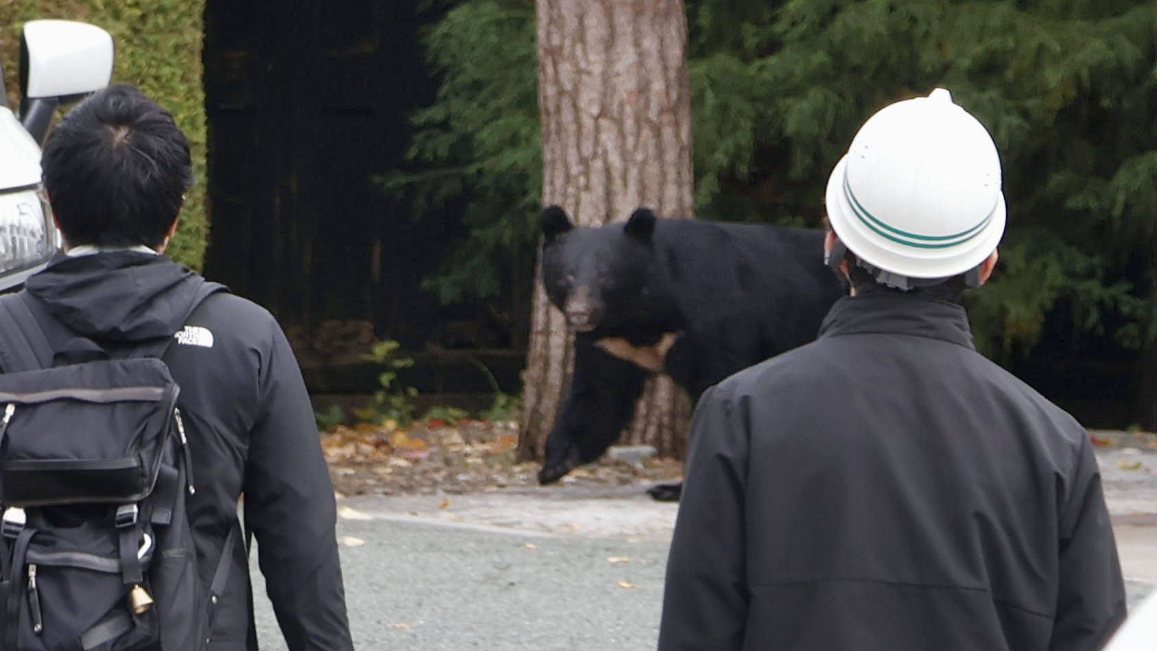 Heute.at - Japan gibt Bären zum Abschuss frei