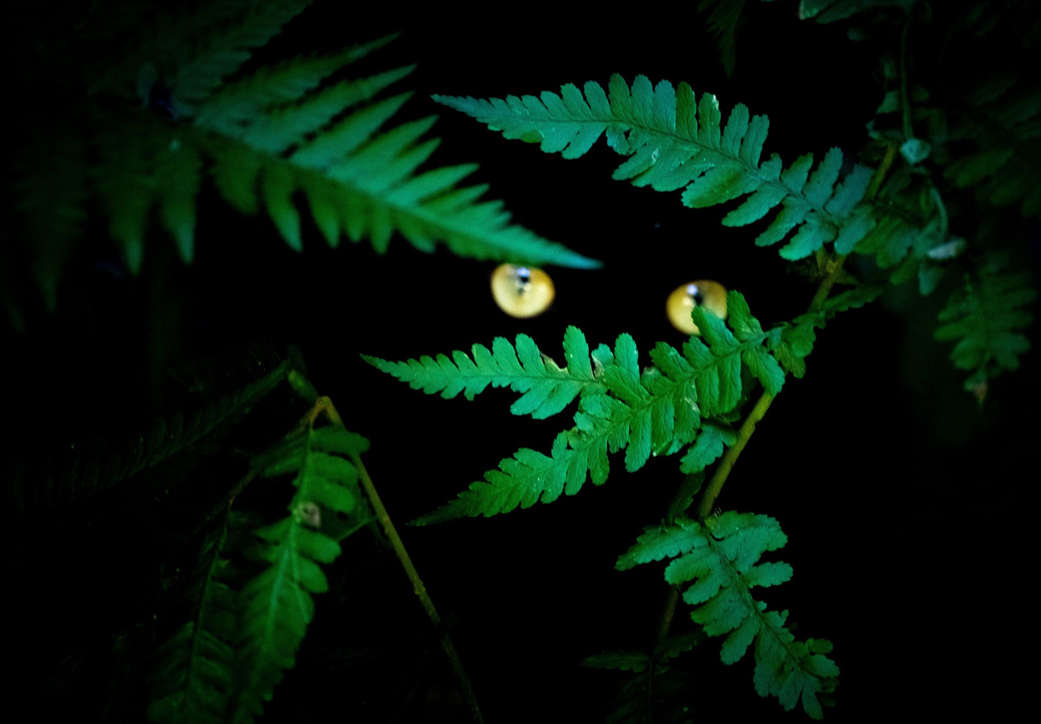 Heute.at - Schleicht hier wirklich eine Raubkatze durch den Wald?