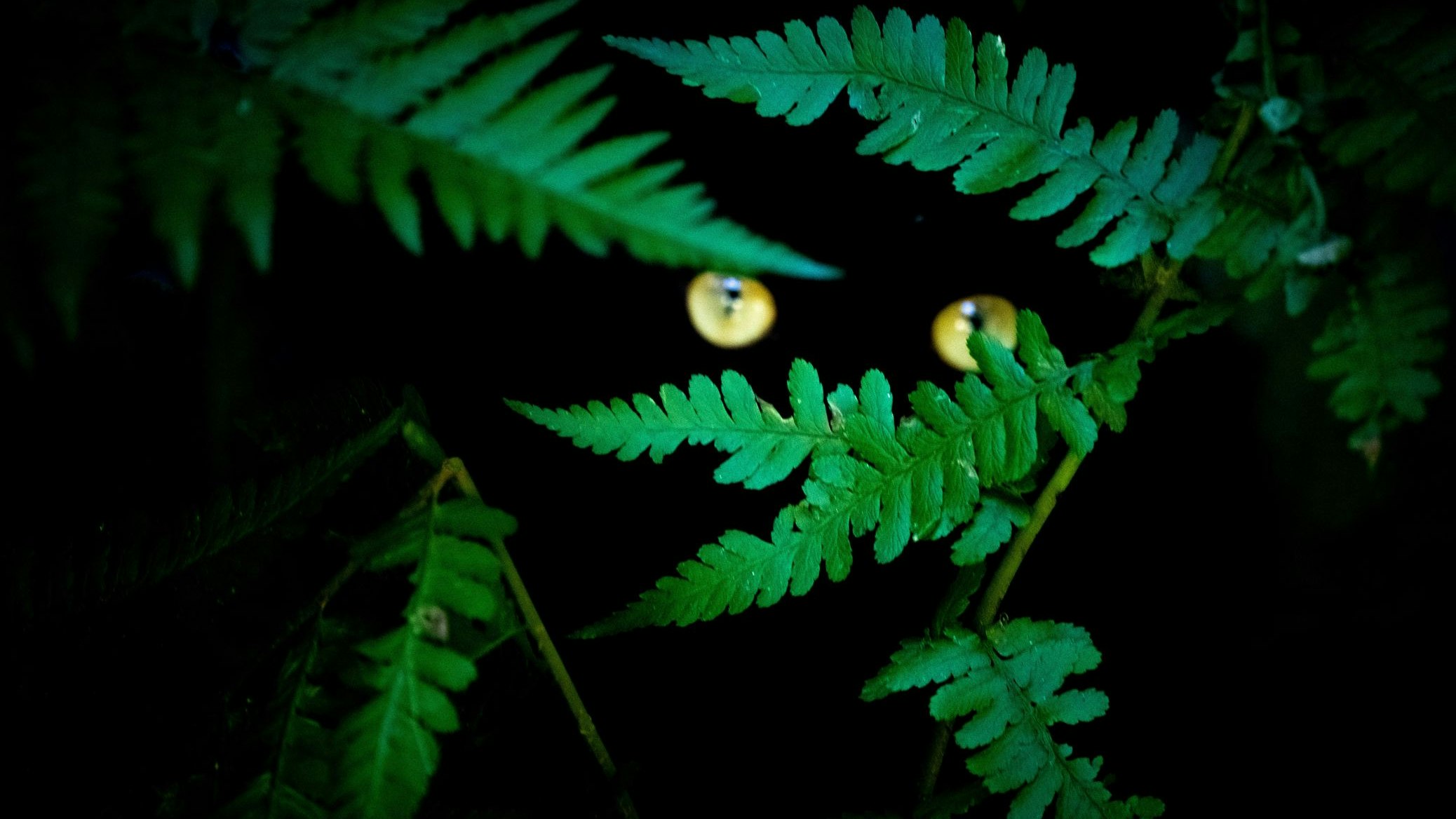 Heute.at - Schleicht hier wirklich eine Raubkatze durch den Wald?