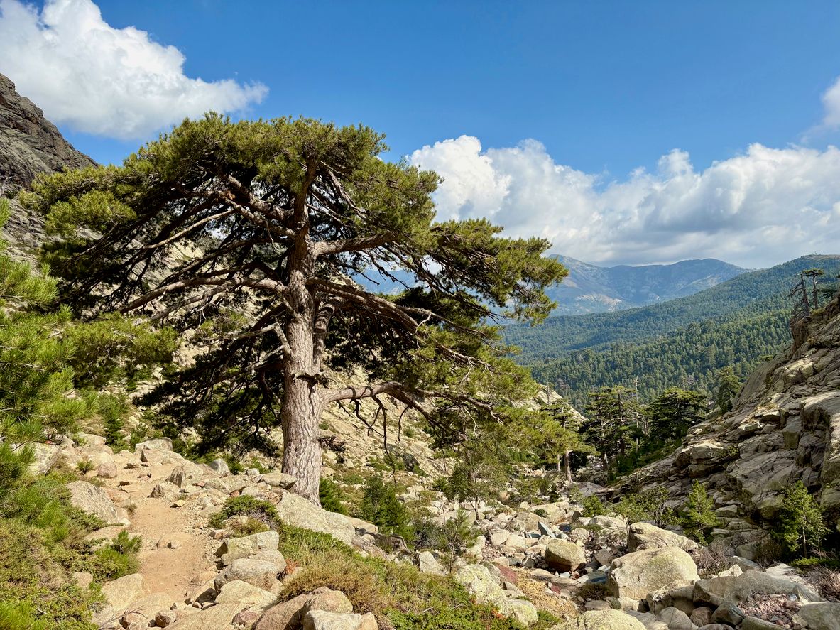 Die Leiche des Mannes wurde in einem Waldgebiet gefunden. Symbolbild.