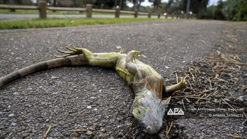 Heute.at - Dort fallen schon wieder Echsen von den Bäumen
