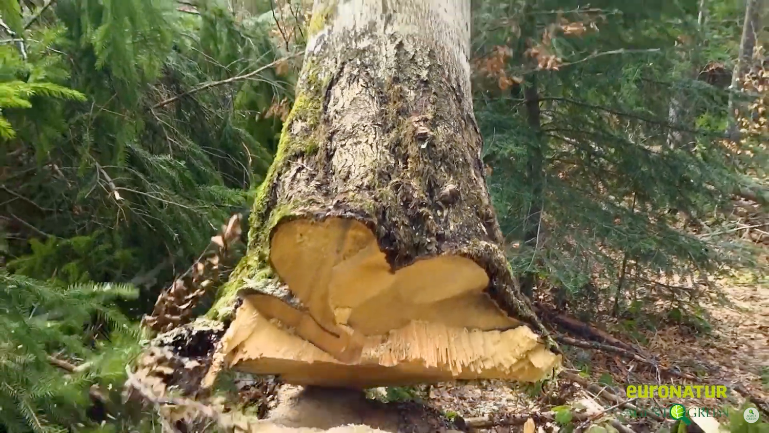 Jahrhundertealte Bäume wie dieser sind bei der Möbelindustrie heiß begehrt – und setzen die letzten Urwälder Europas unter massiven Druck der Möbelindustrie.