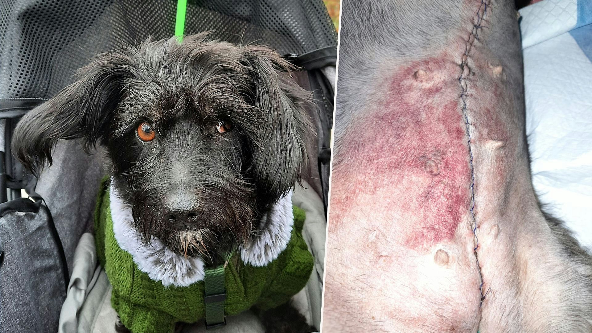 Heute.at - 5.200€! Wienerin adoptiert Hund, gerät in Schuldenfalle