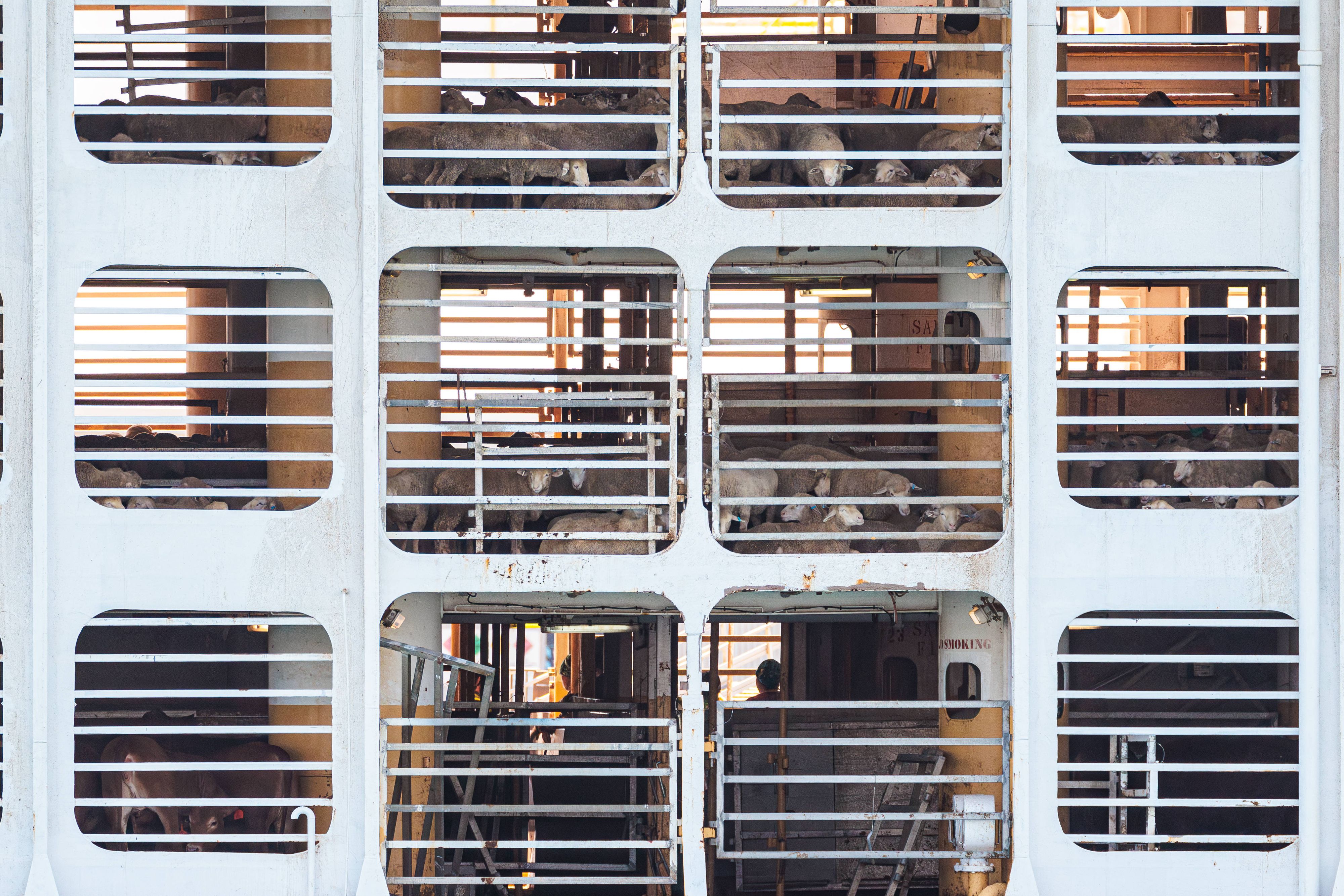 Auf dem Schiff sind Tausende Rinder gefangen. Symbolbild.