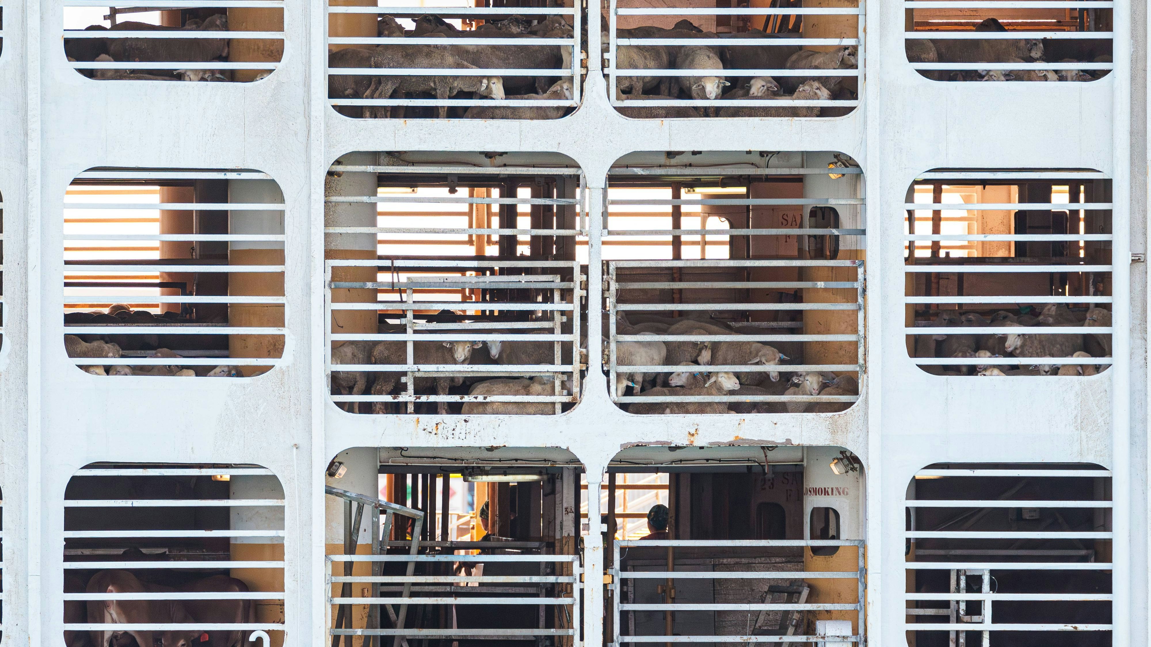 Heute.at - Rinder dürfen nicht einreisen – mehrere Tiere tot