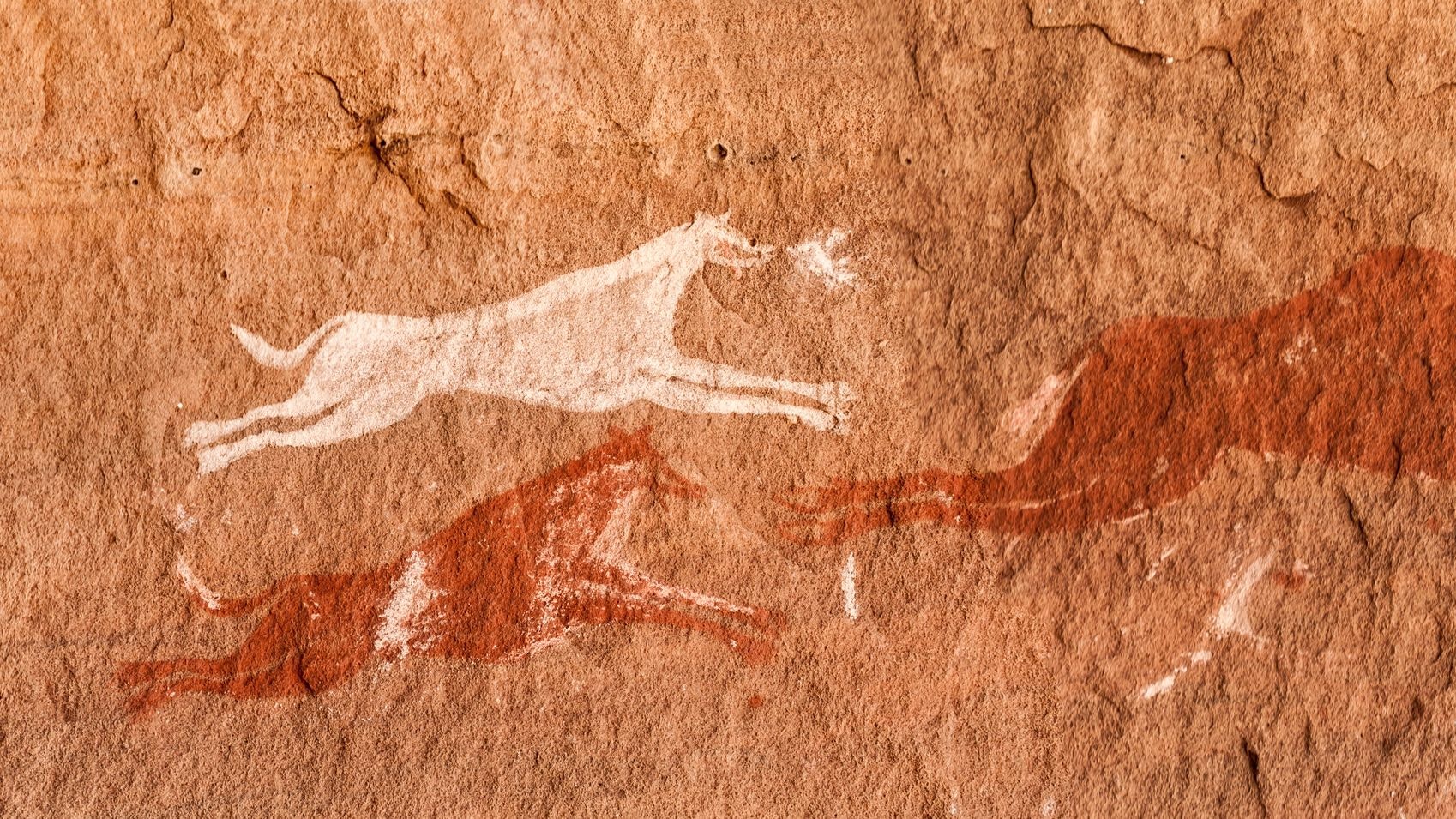Heute.at - Hunderassen gab es bereits vor 11.000 Jahren