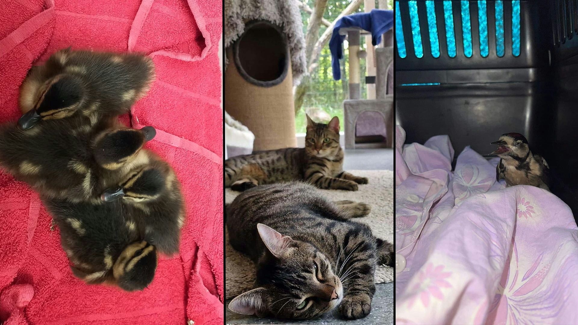 Heute.at - Liebes Christkind – Hier braucht man eine Waschmaschine