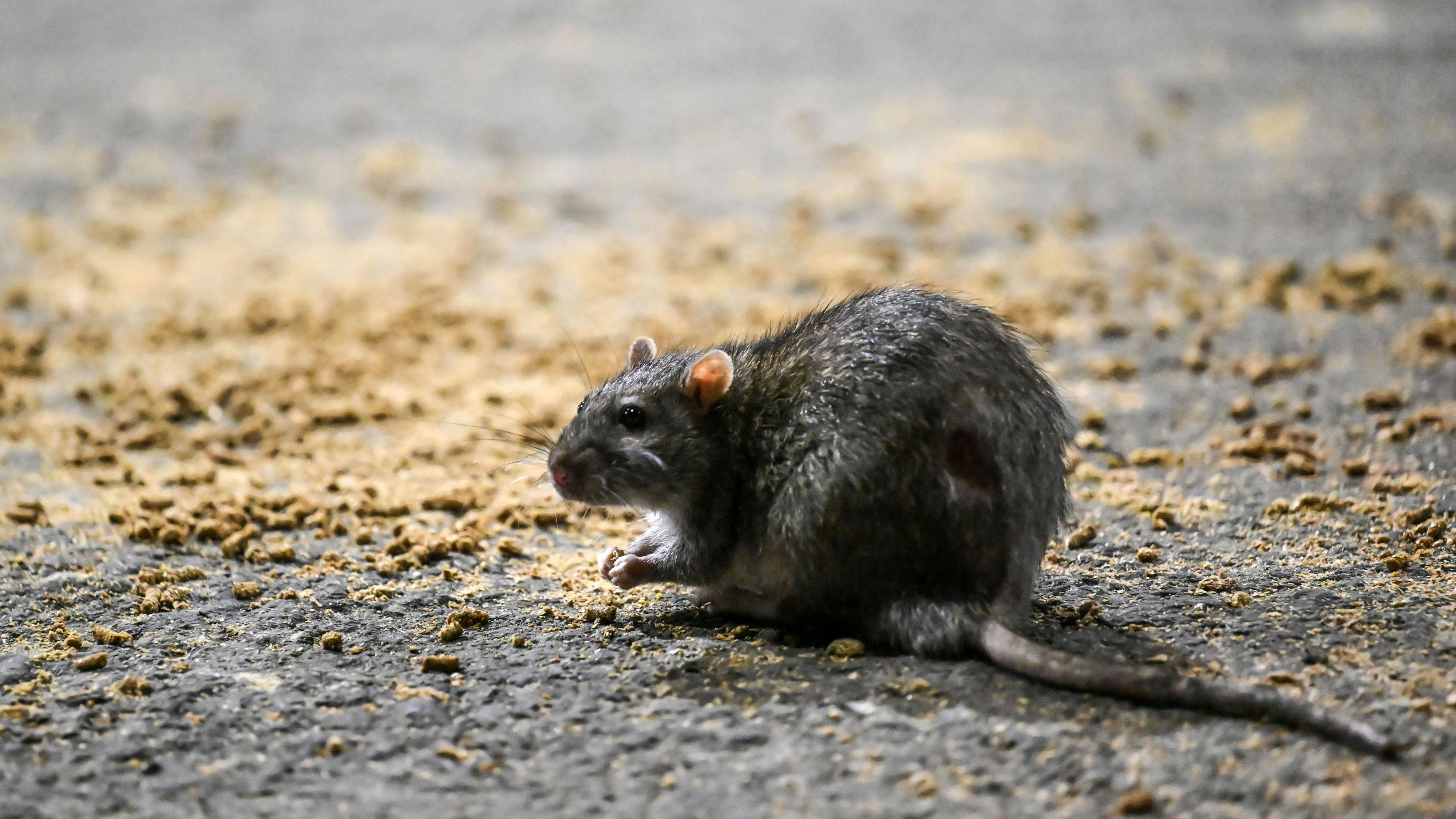 Heute.at - Neue Gefahr für Menschen – hier gibt es Rattenhepatitis
