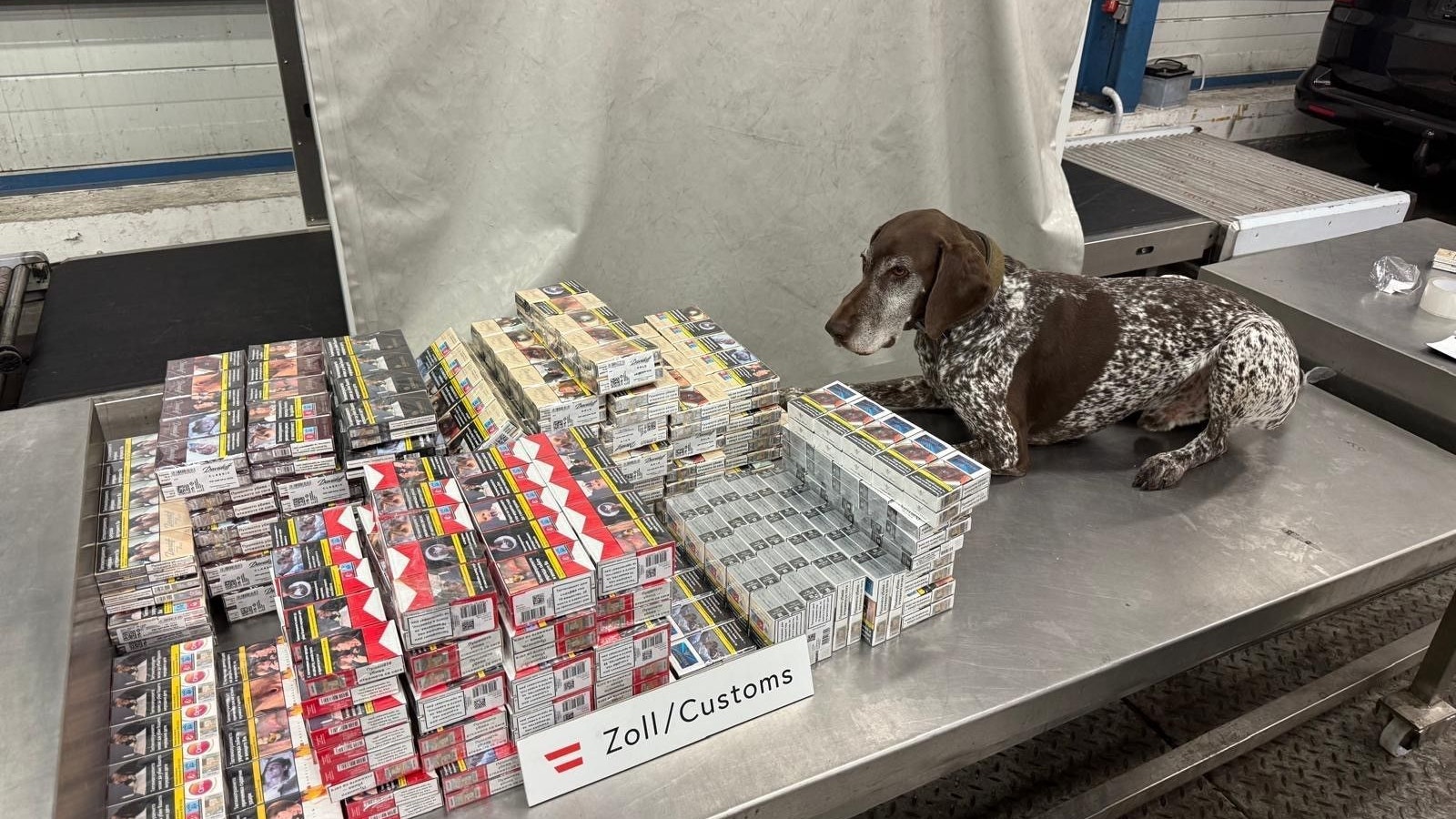 Heute.at - Spürnasen erschnüffeln Zigaretten, Gras & Luxusuhren