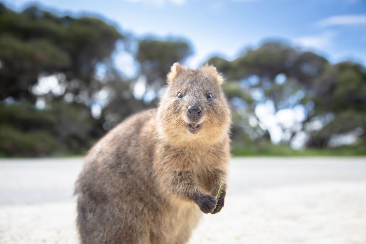 Heute.at - Ist das Quokka wirklich das glücklichste Tier der Welt?