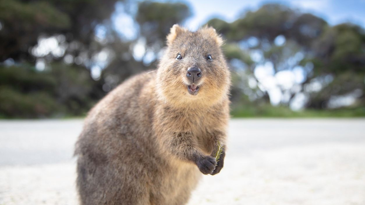 Heute.at - Ist das Quokka wirklich das glücklichste Tier der Welt?