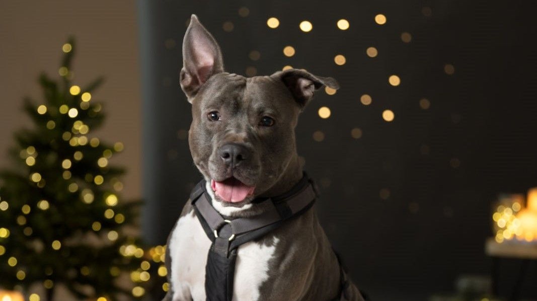 "Tyson" ist nur einer von vielen, hoffnungsvollen Tieren im Heim, die auf das Christkind warten.