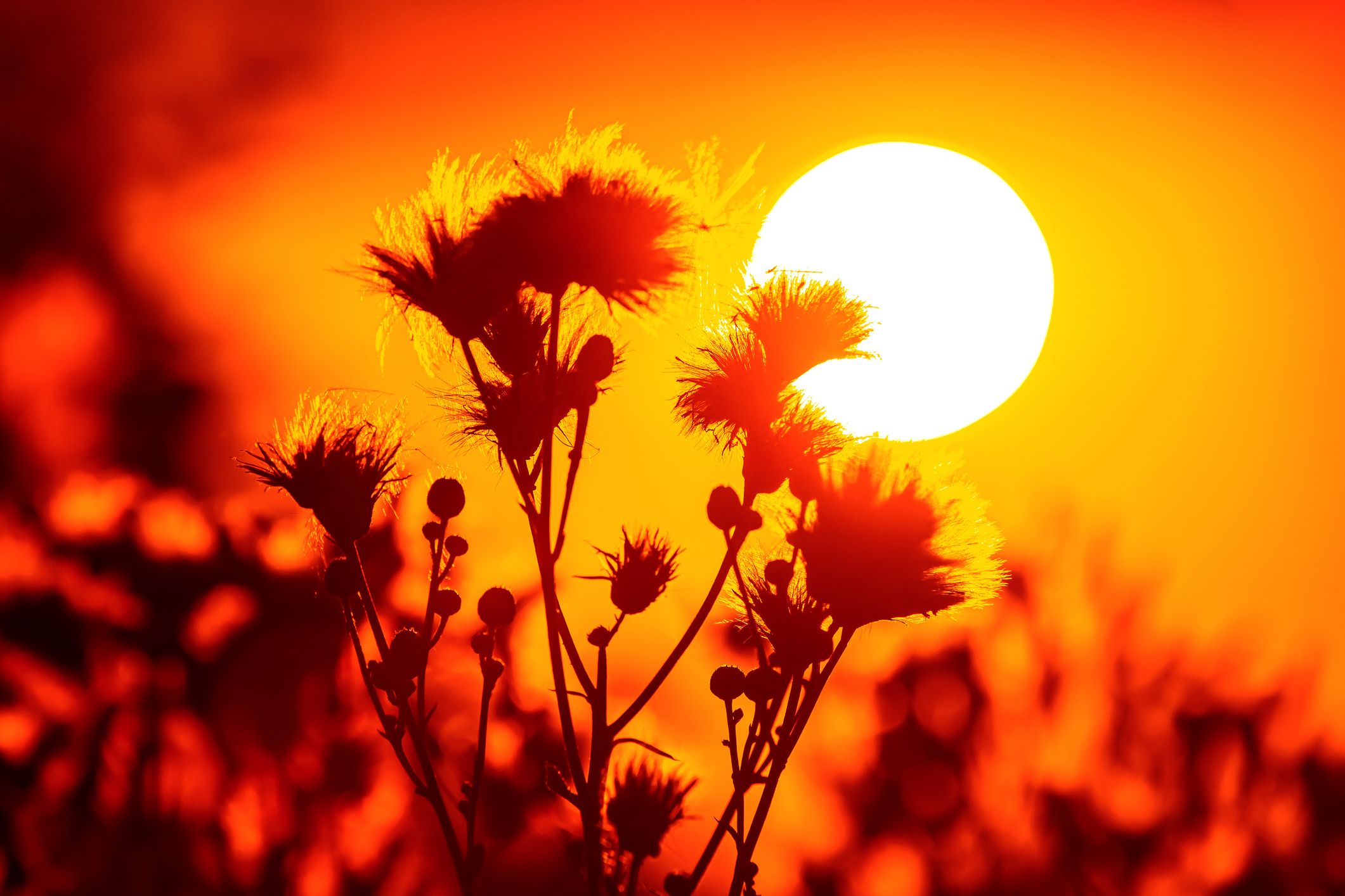 Heute.at - Hitze bleibt 1.000 Jahre – auch bei CO2-Netto-Null