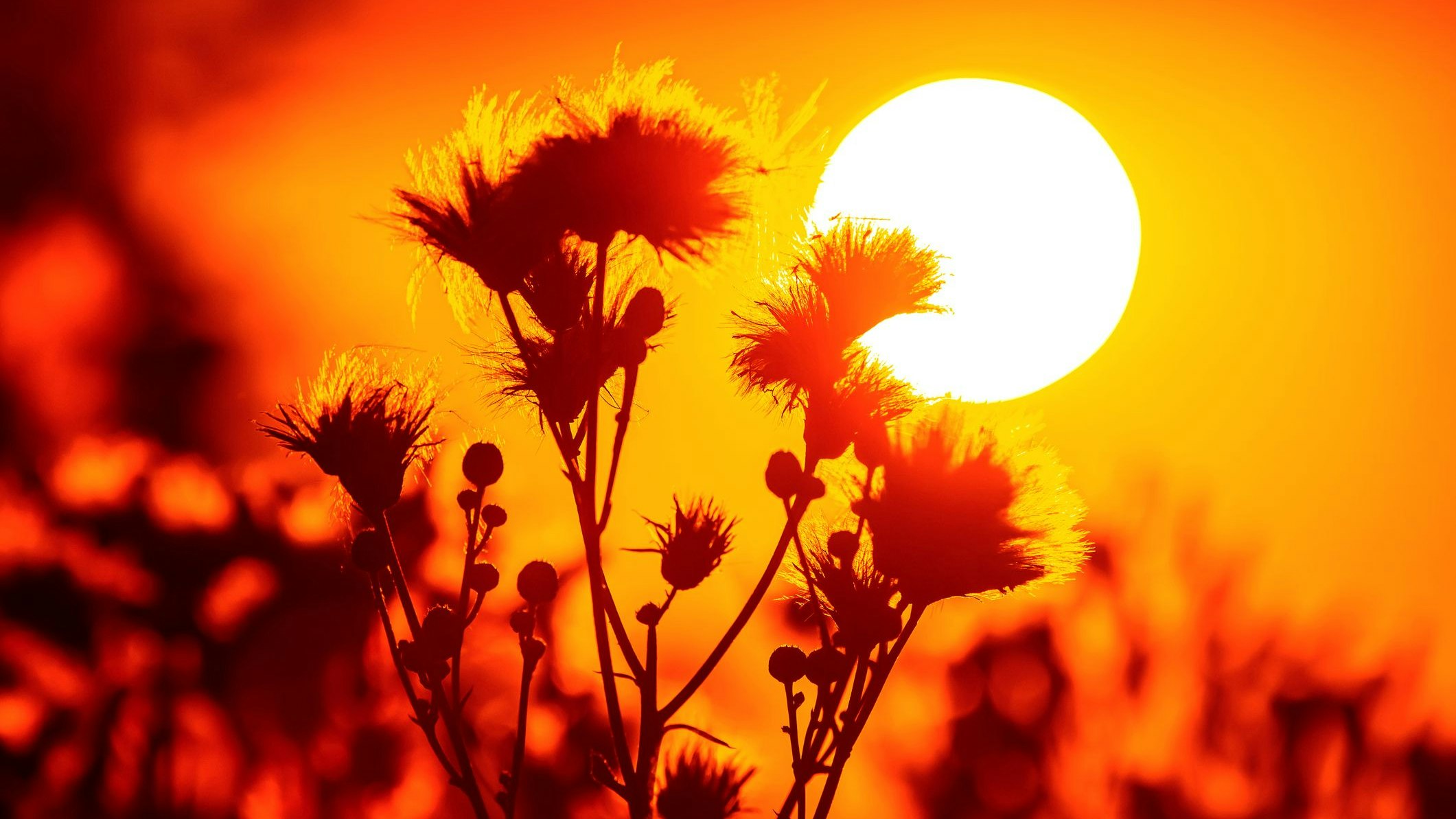 Heute.at - Hitze bleibt 1.000 Jahre – auch bei CO2-Netto-Null