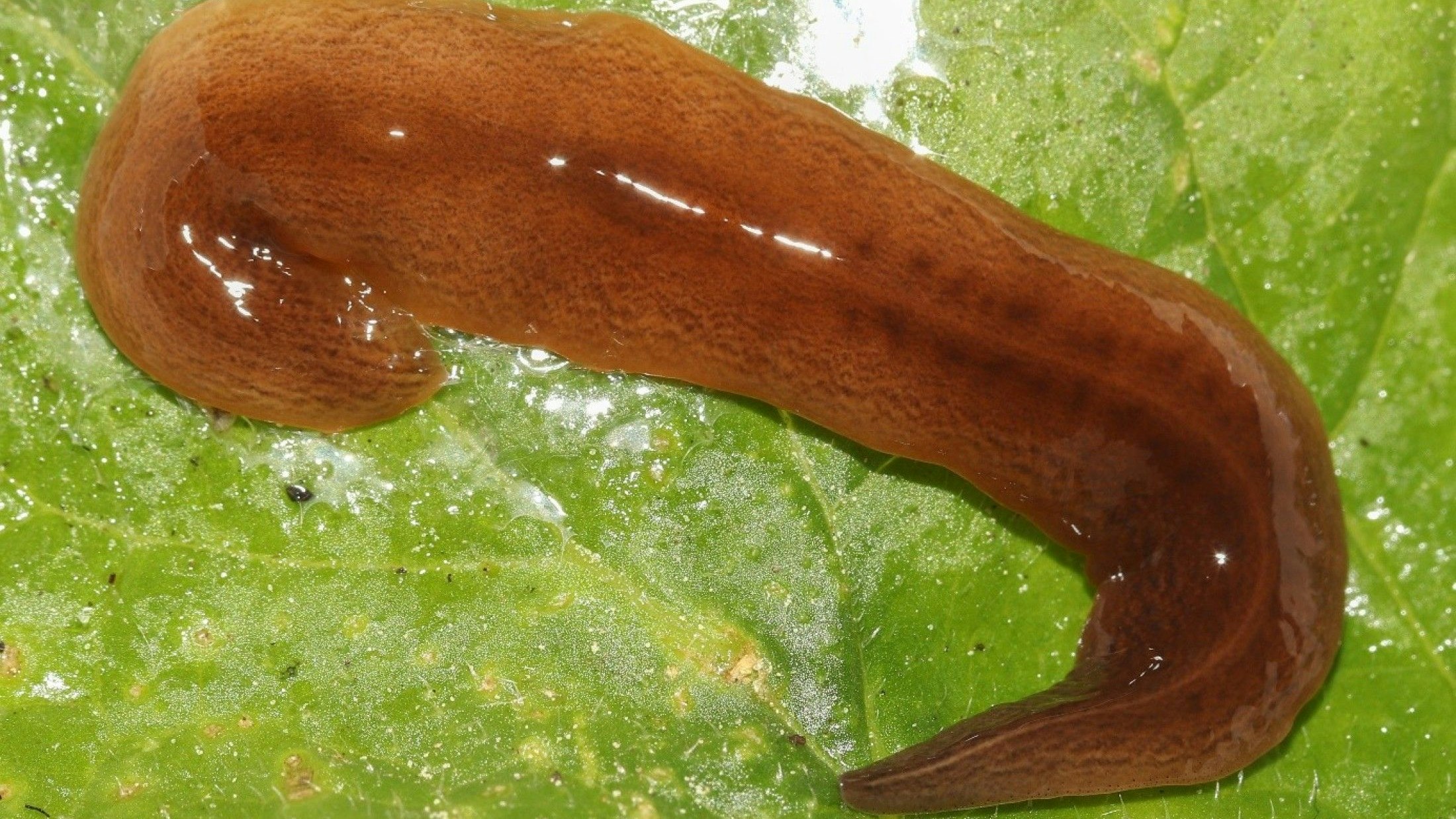 Diese Plattwürmer ernähren sich von Regenwürmern, Nacktschnecken, Larven und Asseln. Im Gegenzug haben sie aber kaum Feinde.