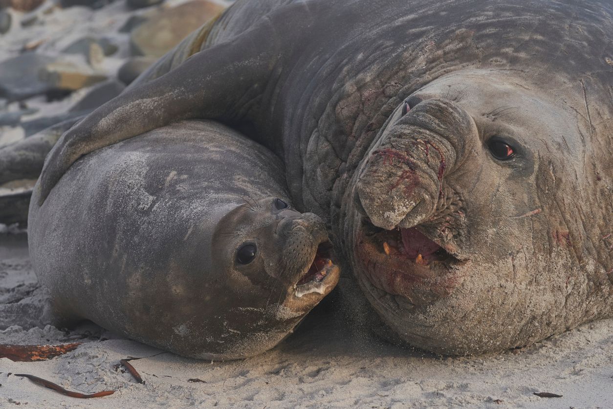 Heute.at - Bedrohung – Vogelgrippe bringt hier alle Weibchen um