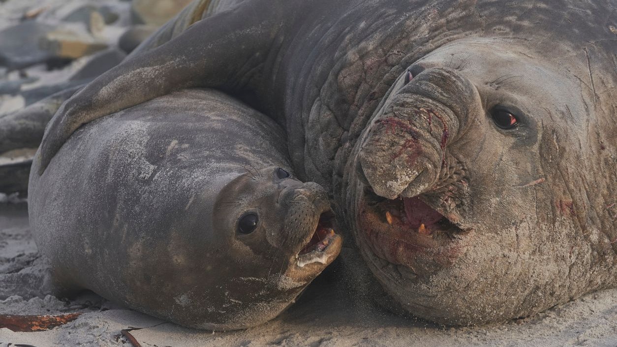 Heute.at - Bedrohung – Vogelgrippe bringt hier alle Weibchen um
