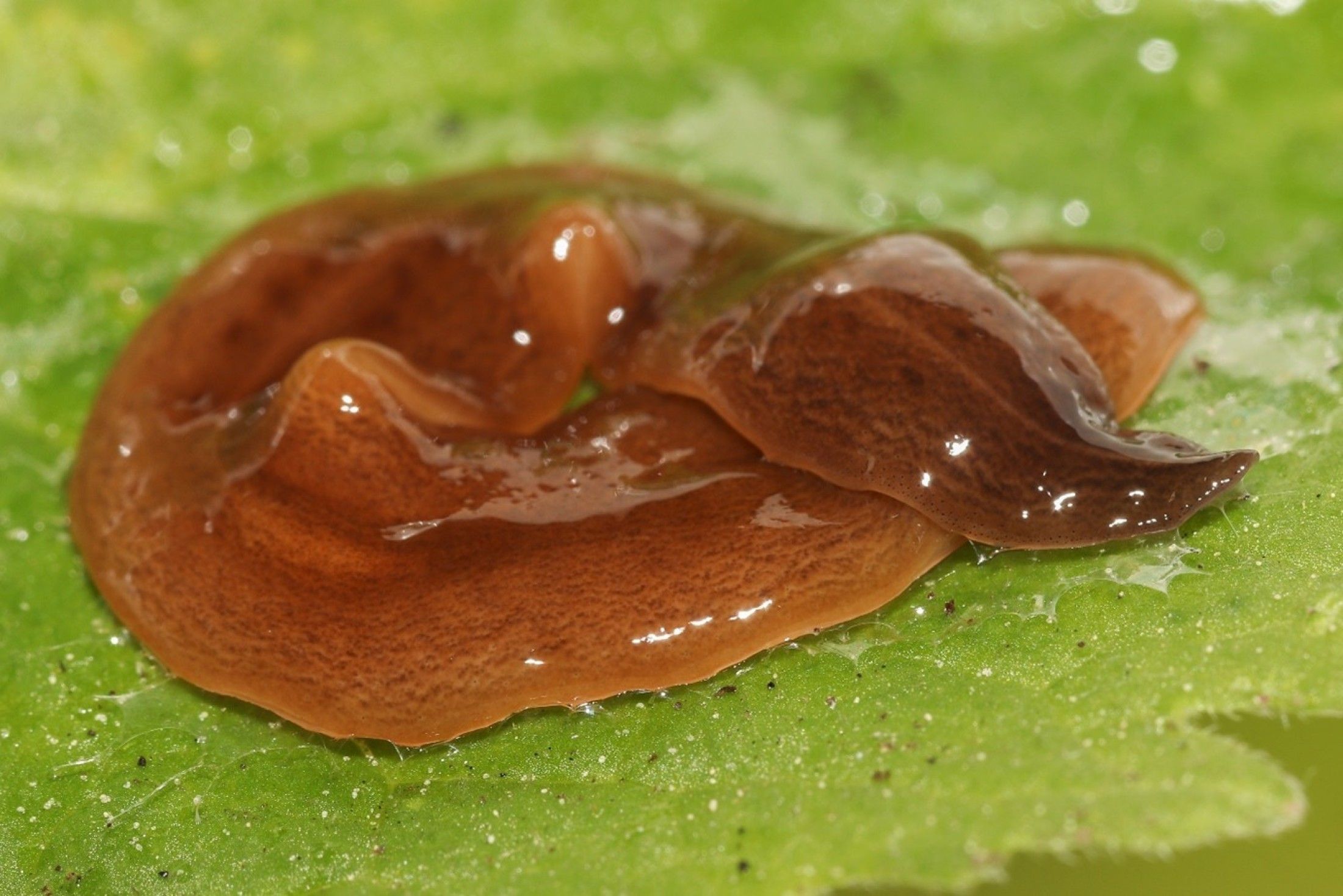 Heute.at - Igitt! Glitsch-Wurm legt sich mit unserem Regenwurm an