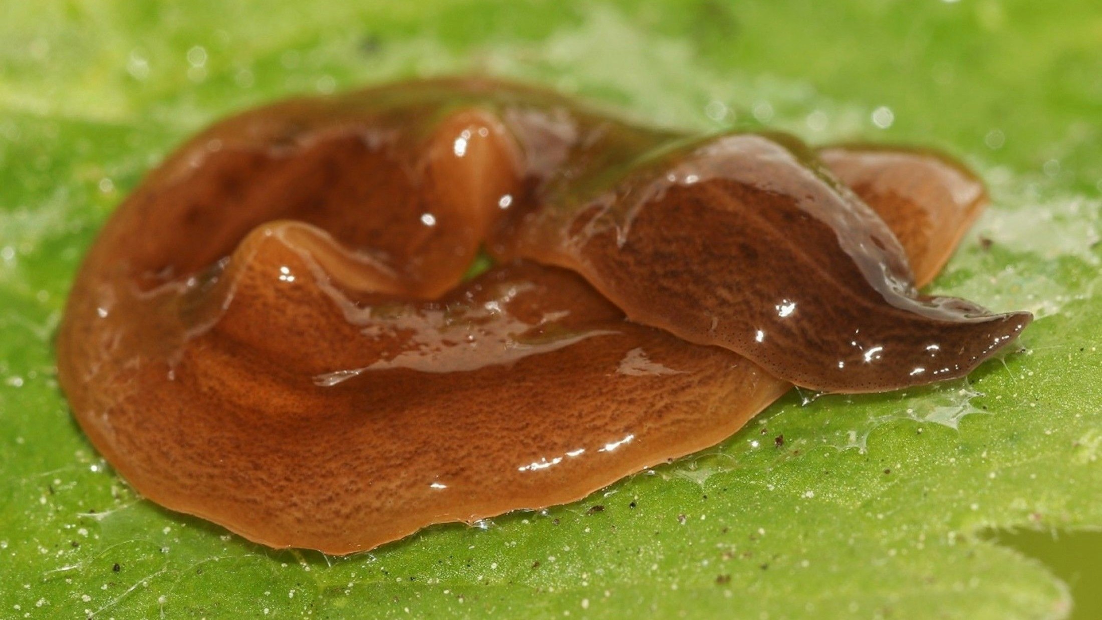 Heute.at - Igitt! Glitsch-Wurm legt sich mit unserem Regenwurm an