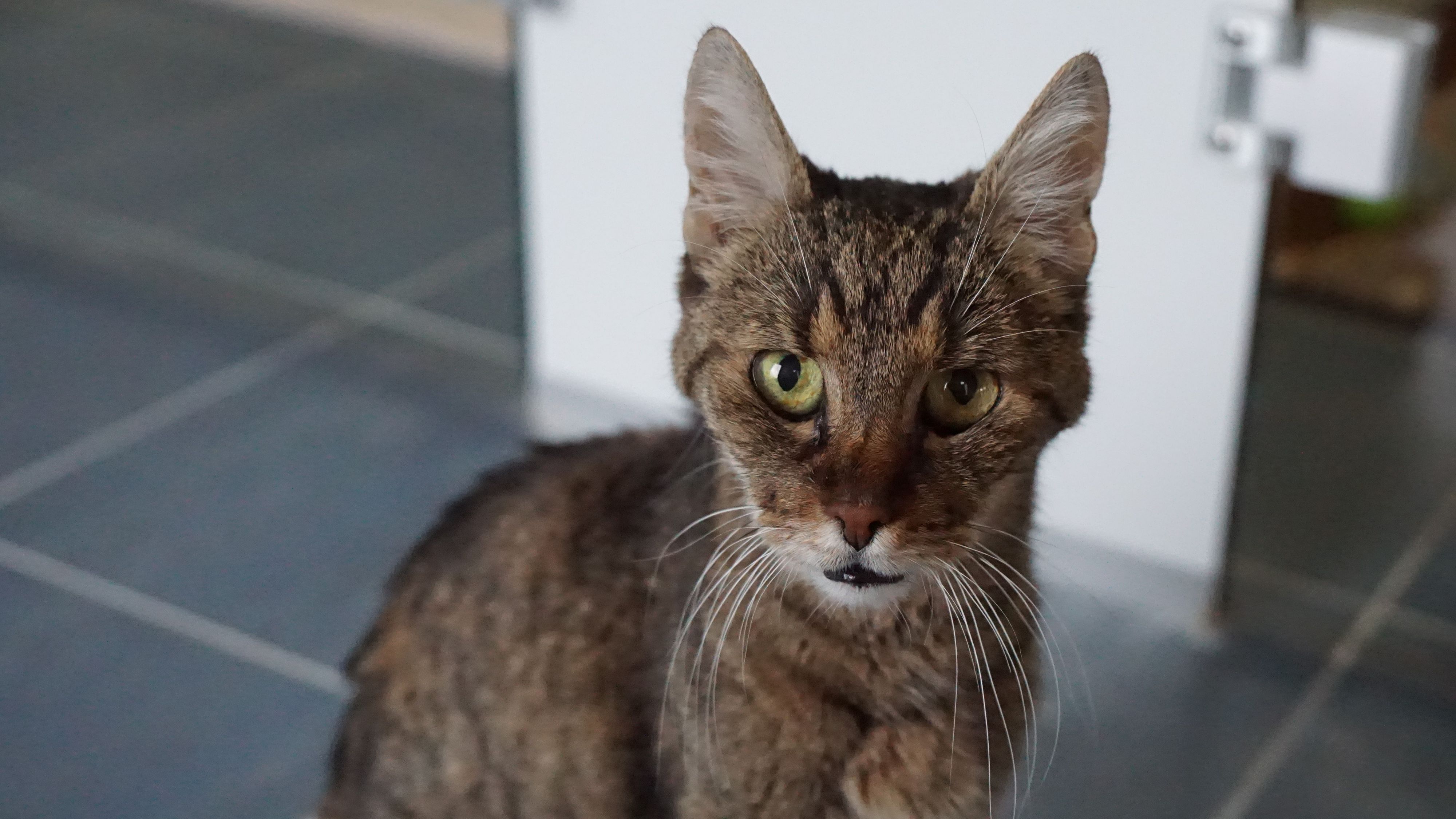 Brenda erwidert jede Zuwendung dankbar.