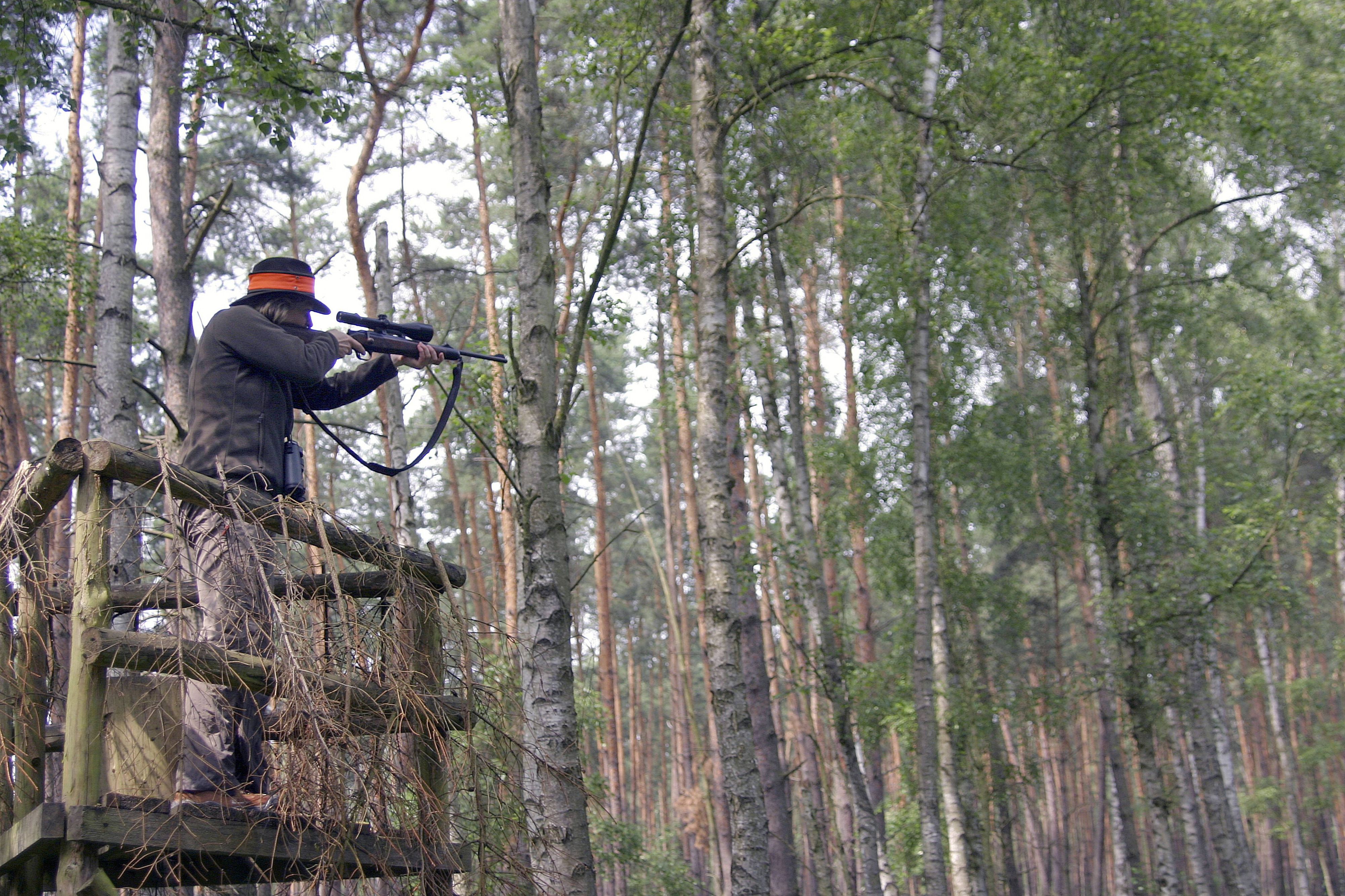 Es wird davon ausgegangen, dass ein Wilderer ein Tier getötet und ausgenommen hat. Symbolbild.