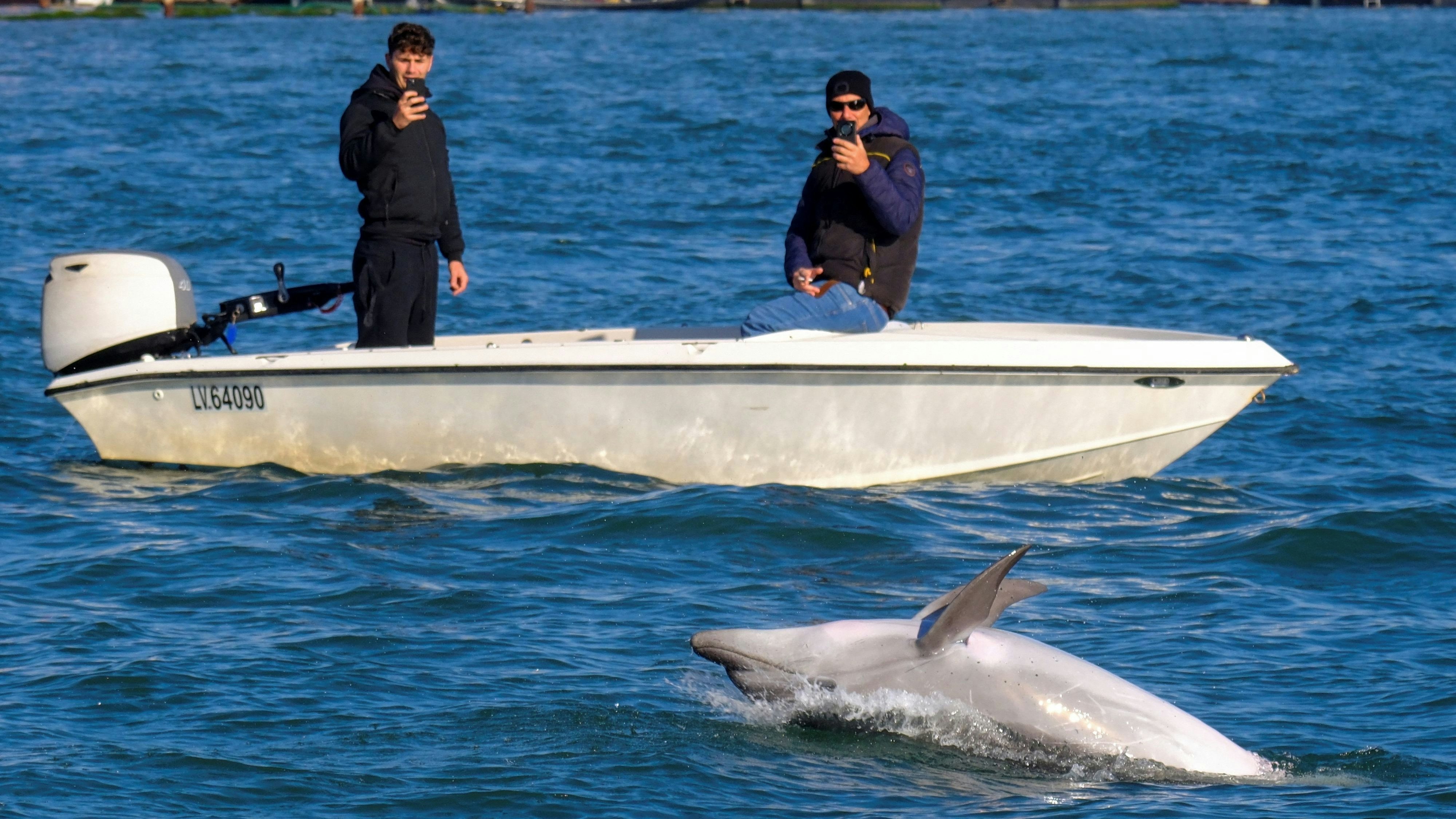 Heute.at - Delfin Mimmo begeistert Venedig – doch er ist in Gefahr