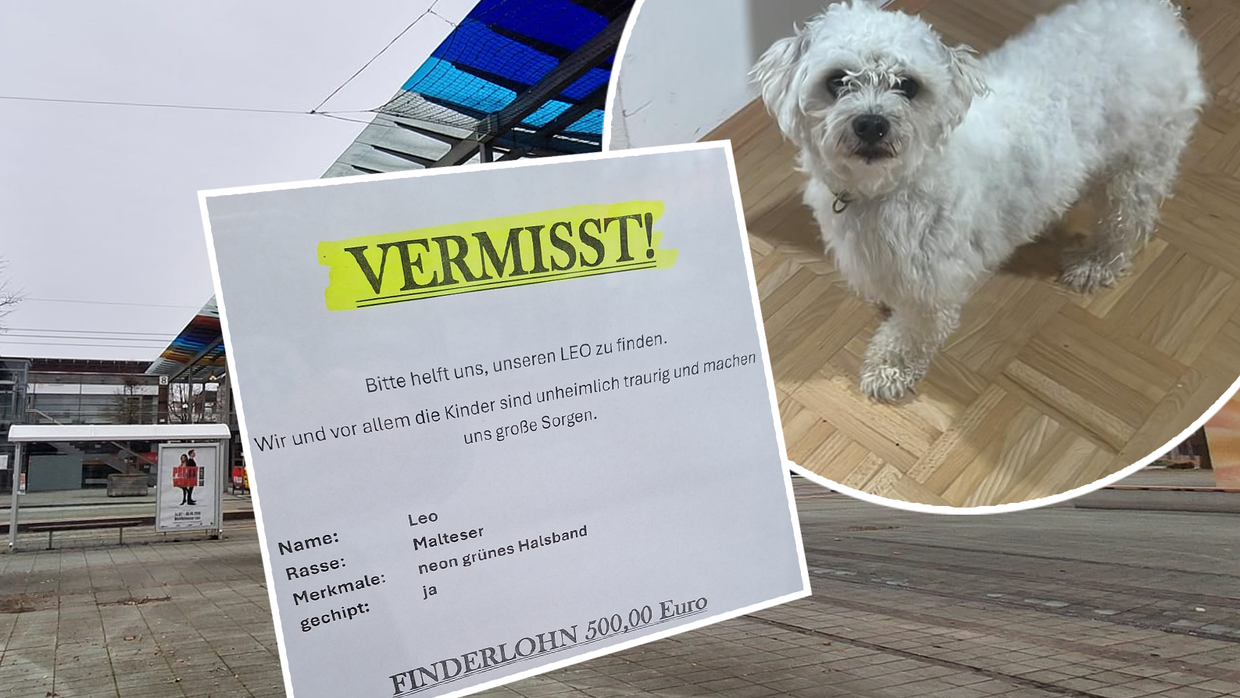 Heute.at - Unheimlich traurig: Leo nach Böller-Knall vermisst