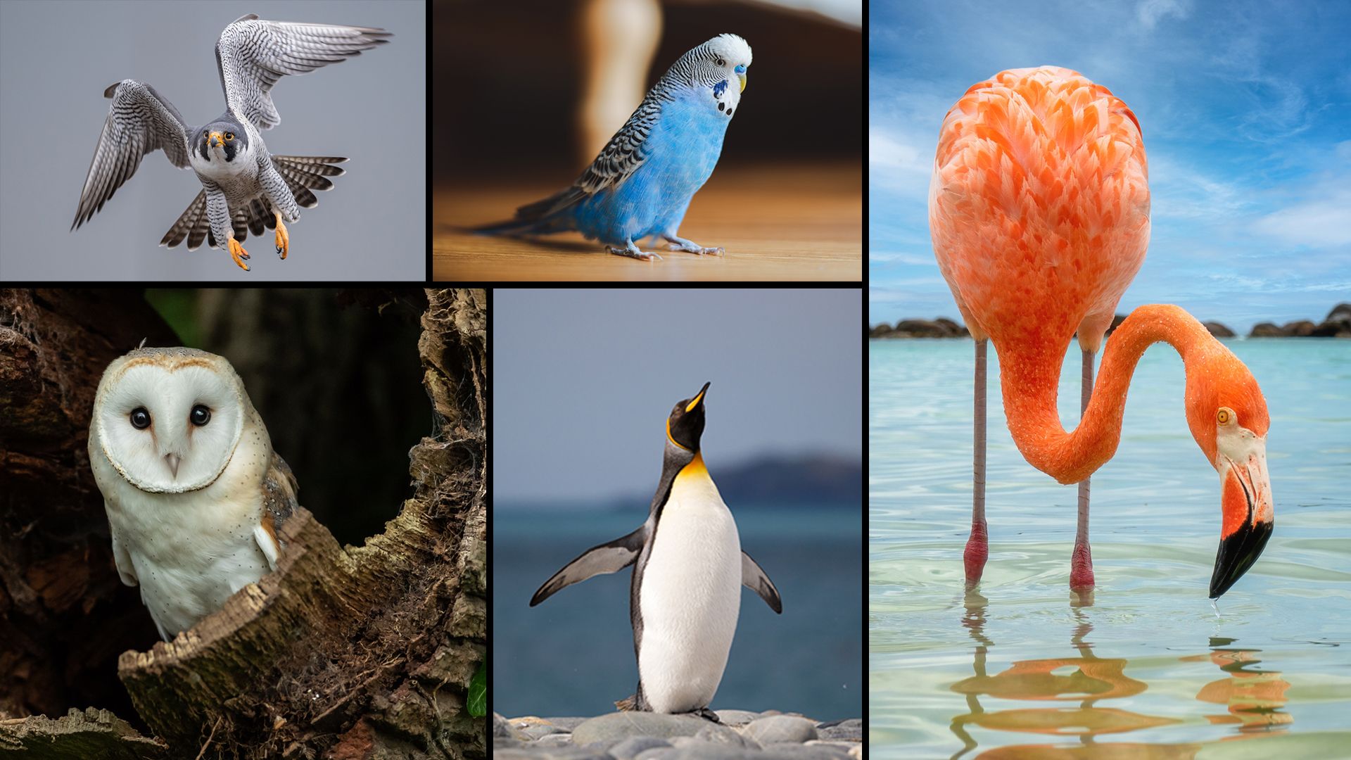 Heute.at - Von wegen Draufgänger! Was dieser Vogel nicht kennt…