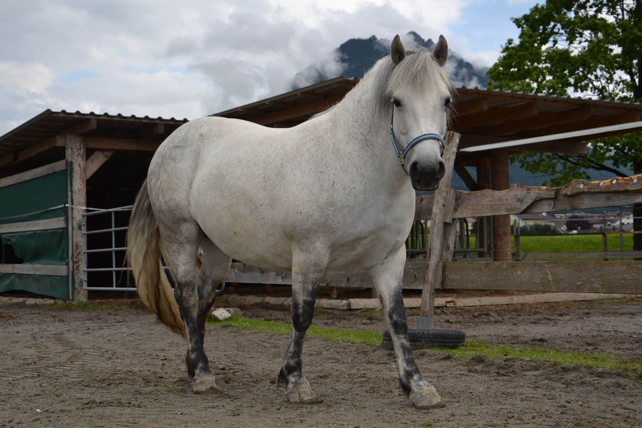 Heute.at - Fatshaming? Fast jedes zweite Pferd ist zu dick