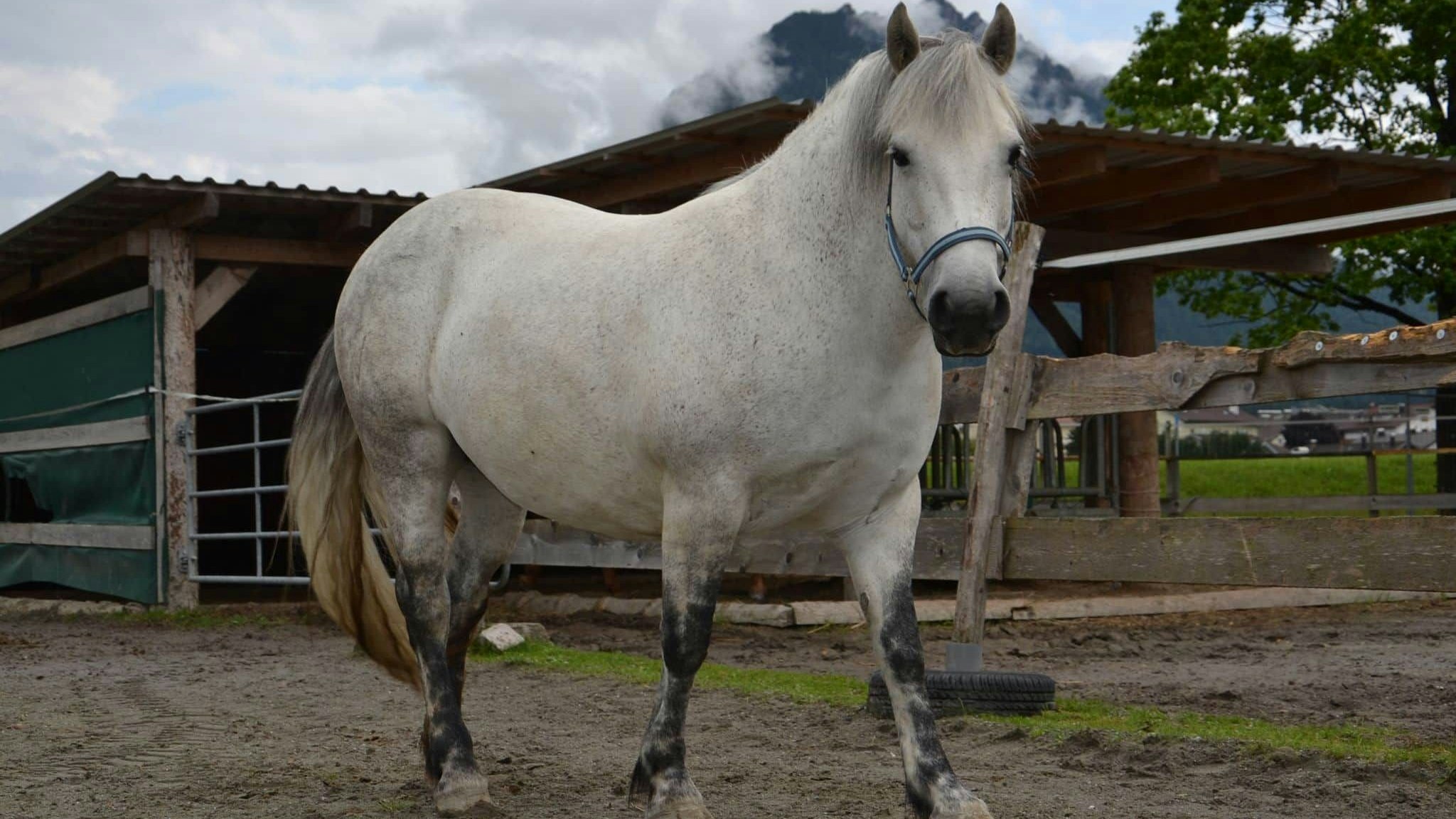 Heute.at - Fatshaming? Fast jedes zweite Pferd ist zu dick