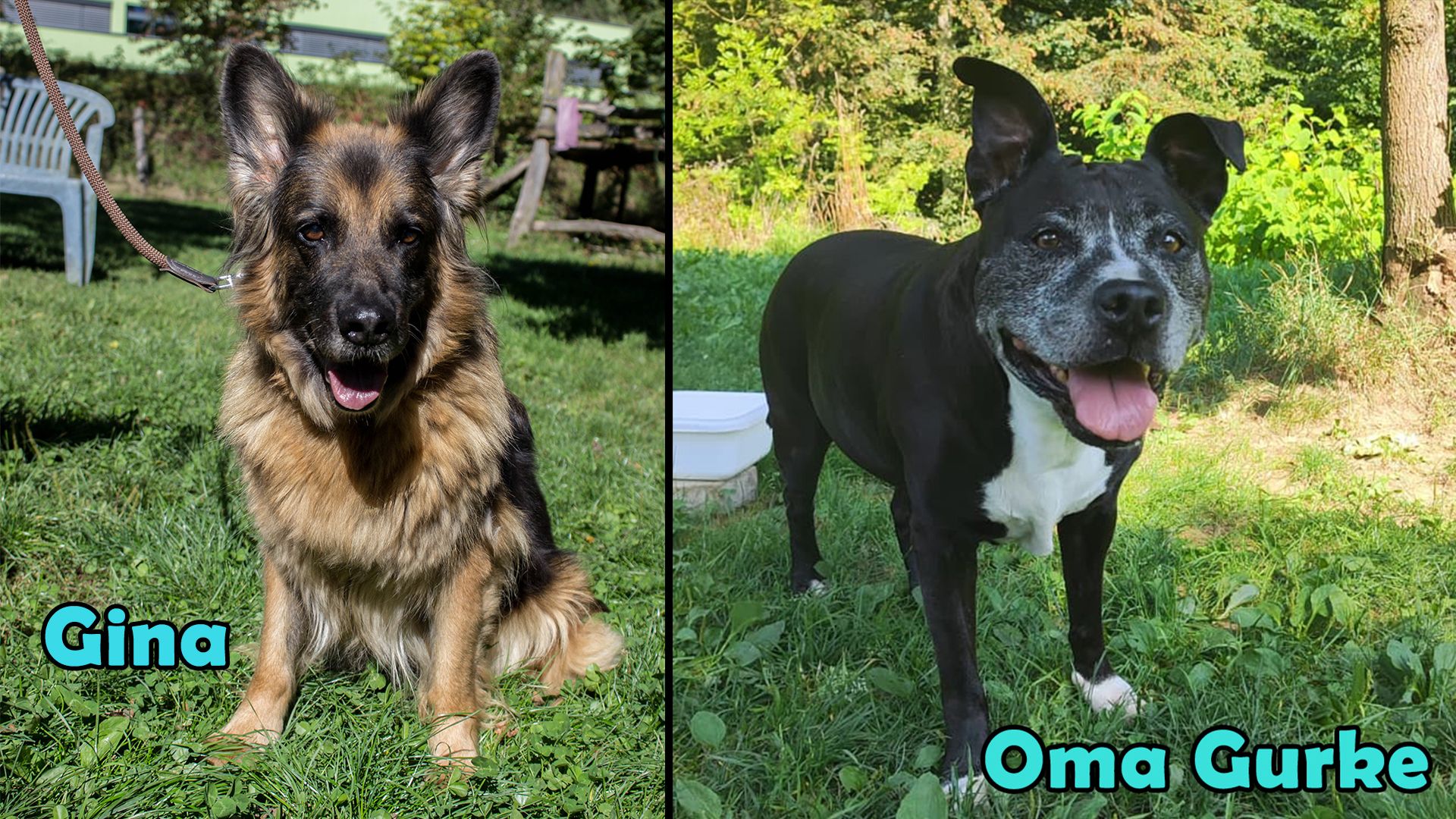 Heute.at - TIKO Kärnten: Gina hat nur noch wenig Zeit