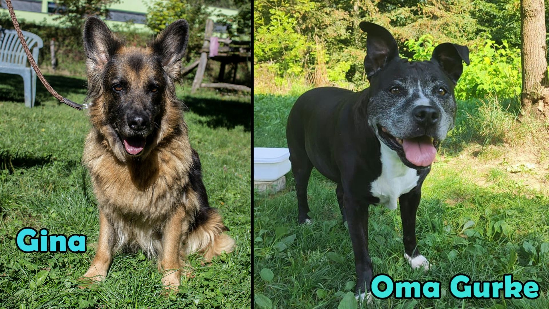 Heute.at - TIKO Kärnten: Gina hat nur noch wenig Zeit