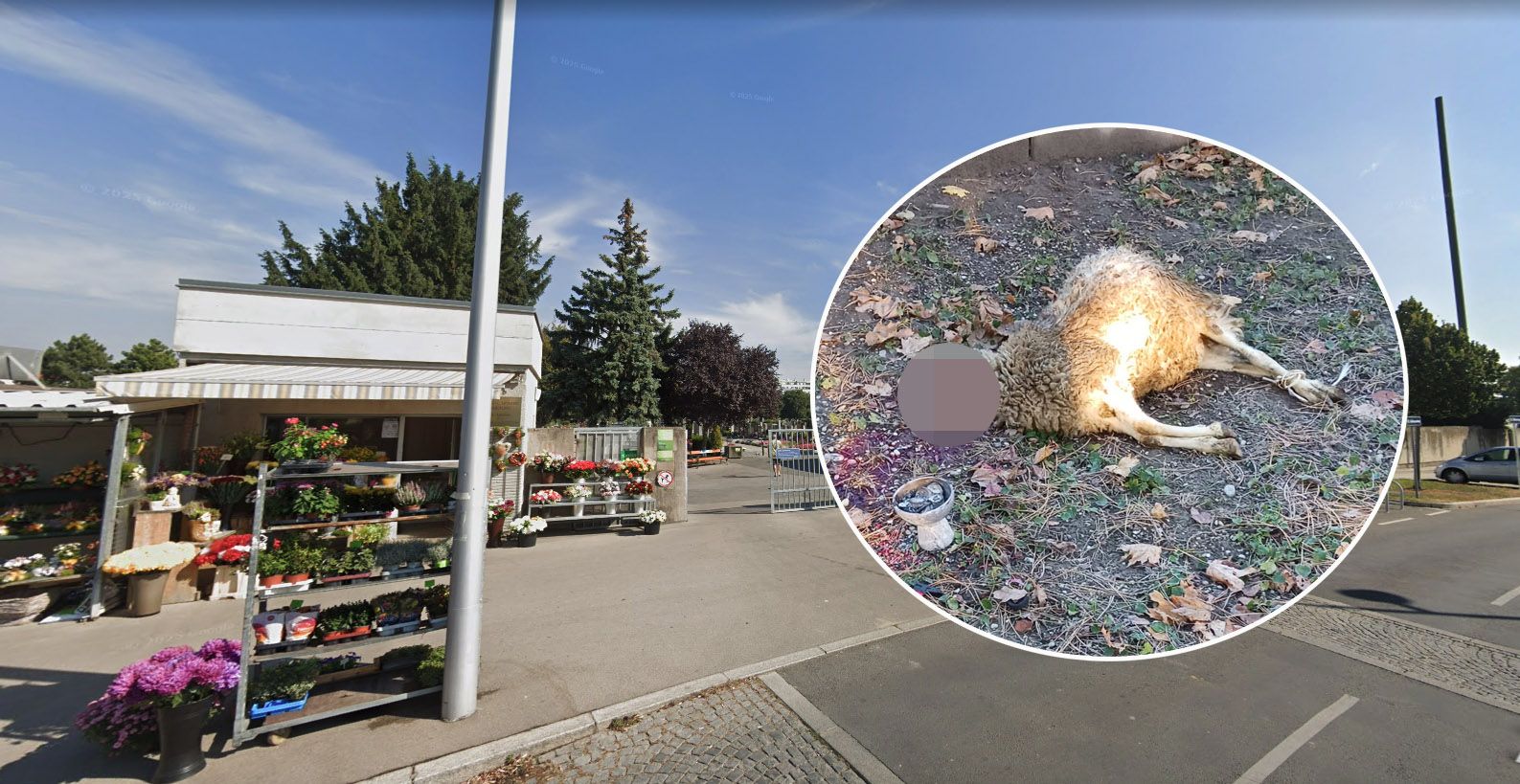 Marcus J. fand am Kagraner Friedhof ein Schaf mit durchgeschnittener Kehle.