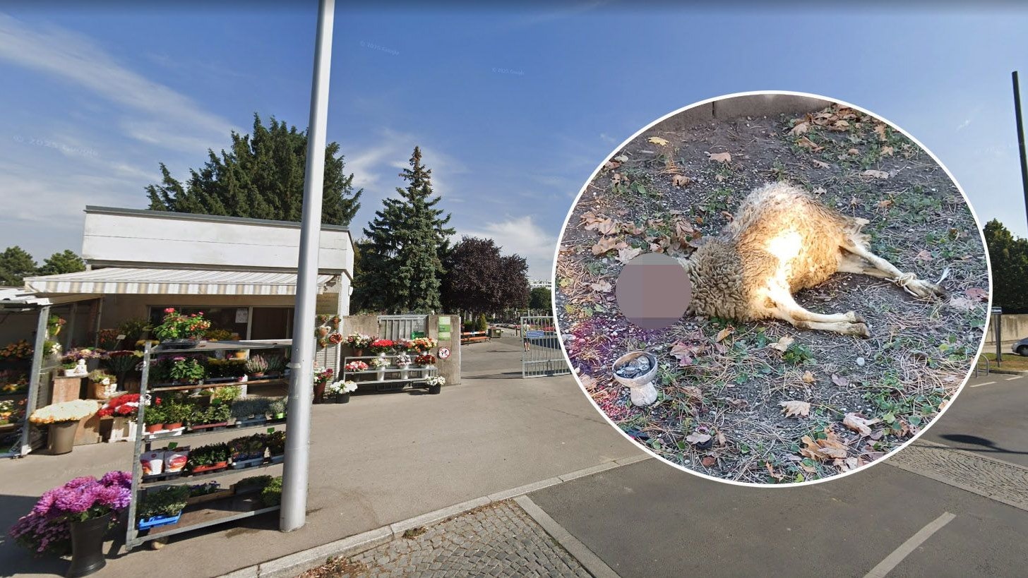 Heute.at - Kehle durchgeschnitten! Wiener macht grausigen Fund