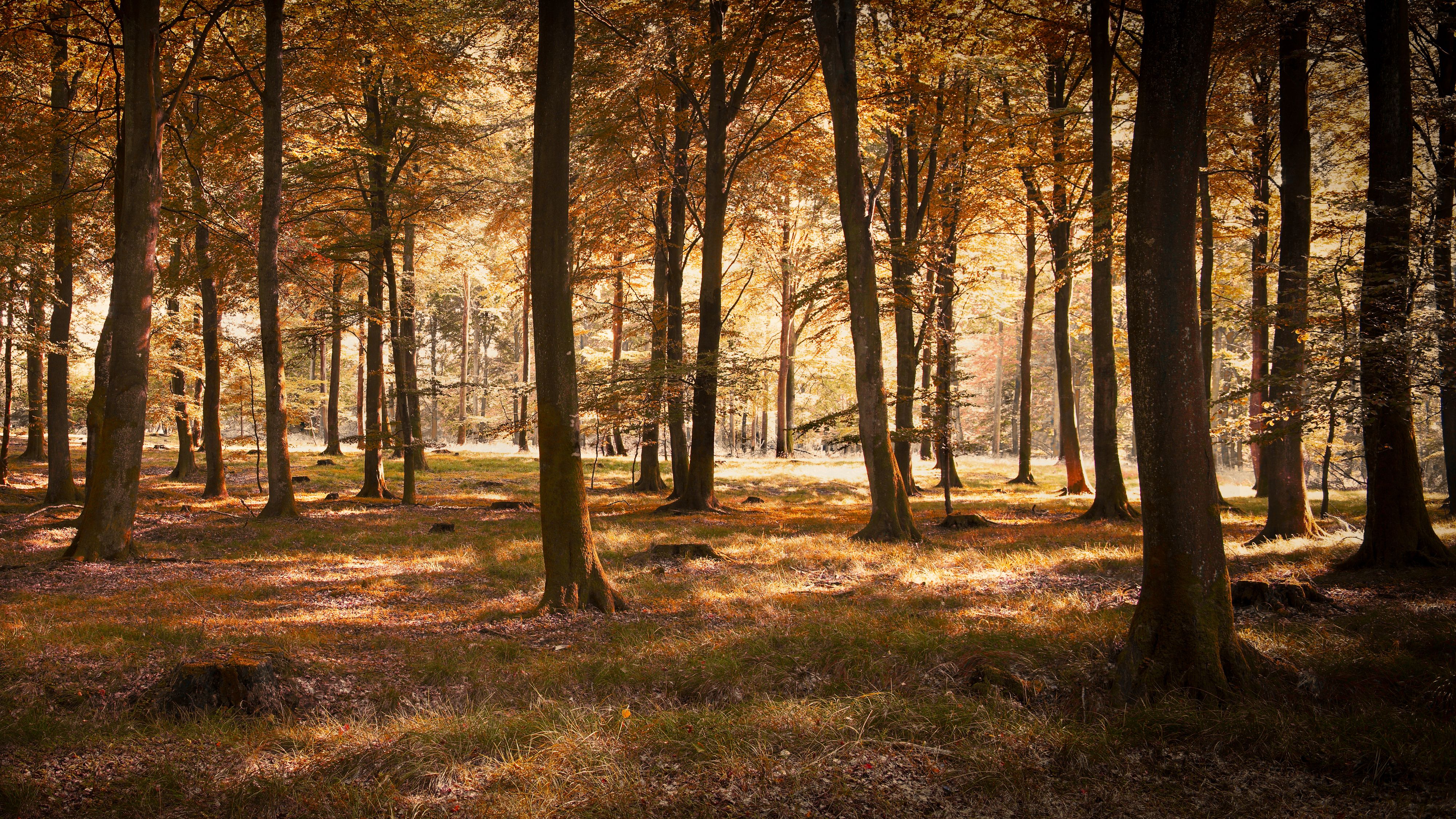 Heute.at - Klimawandel: Trockenheit bedroht heimische Wälder