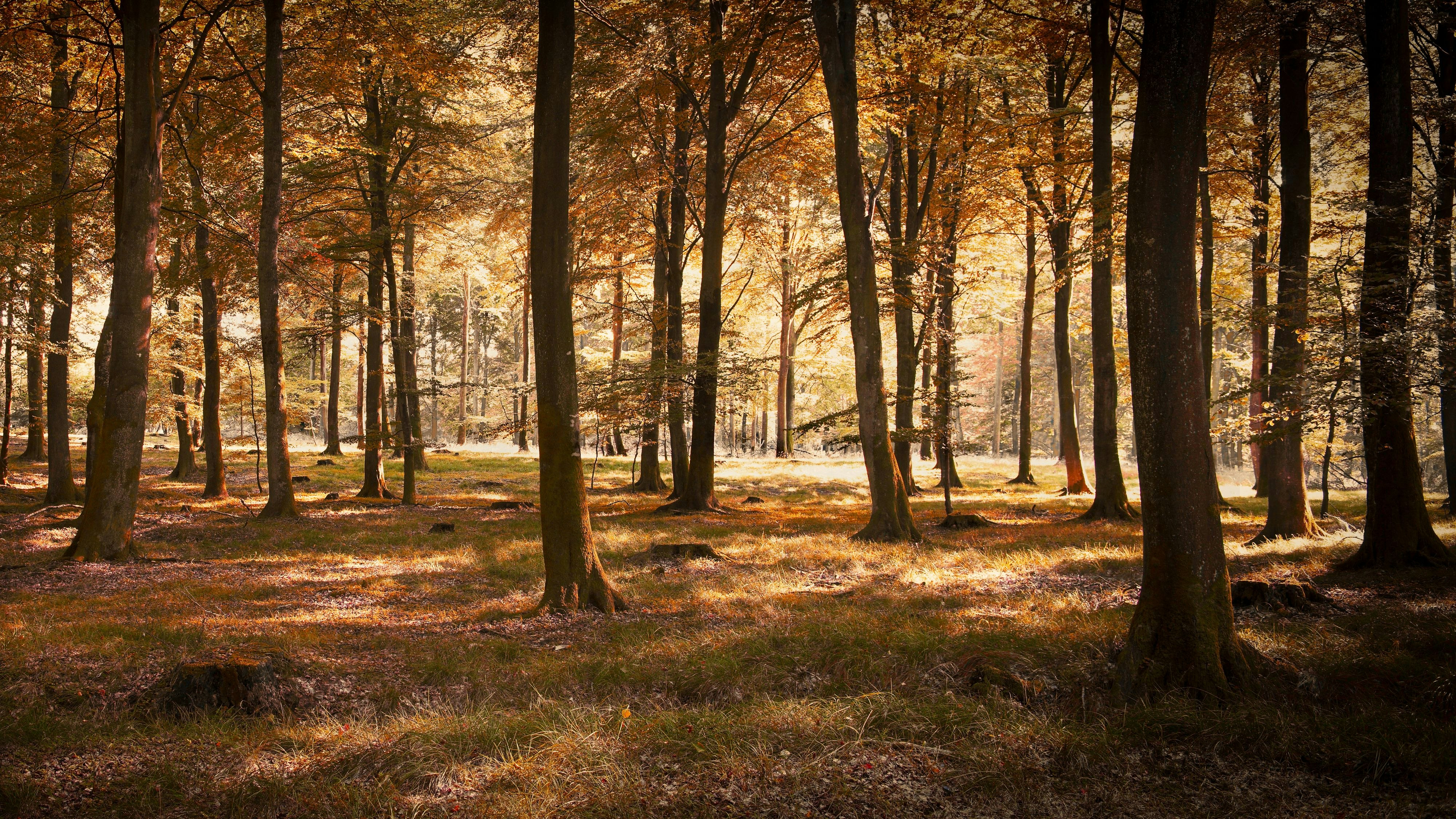 Heute.at - Klimawandel: Trockenheit bedroht heimische Wälder