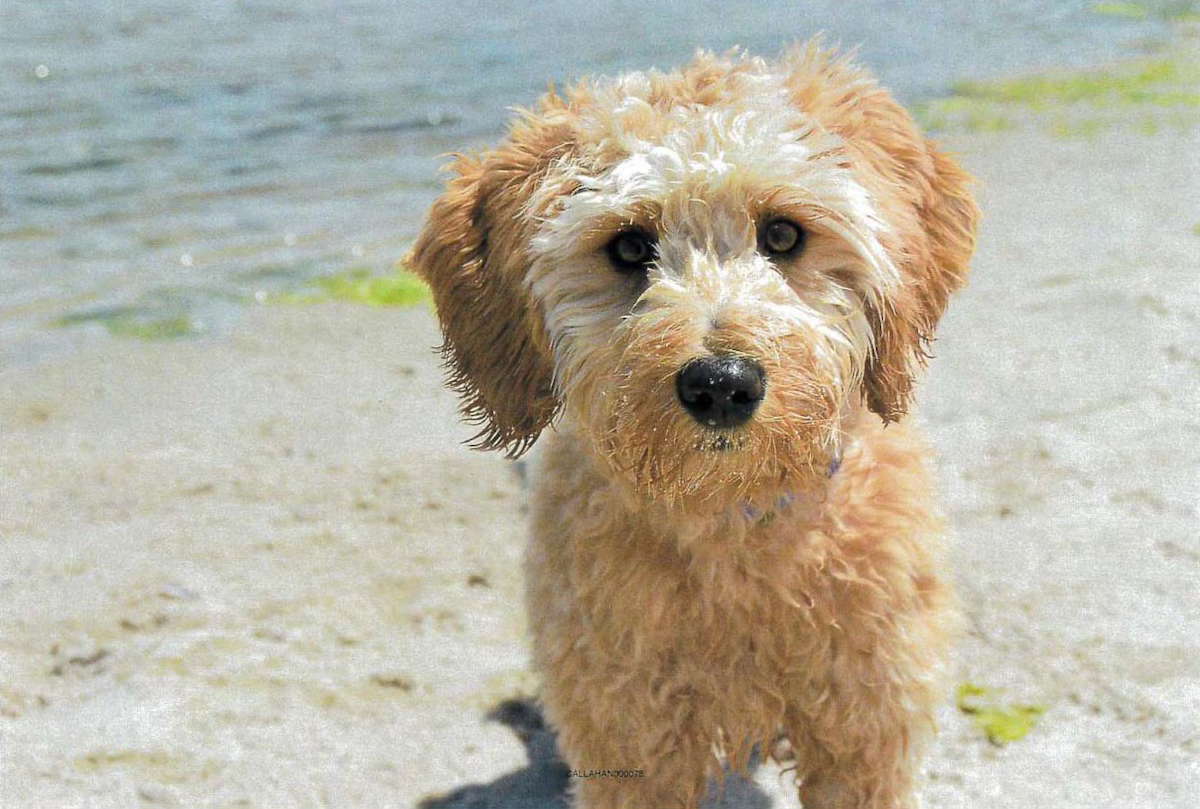 Heiß umfehdet, wild umstritten: Der 5-jährige Goldendoodle 