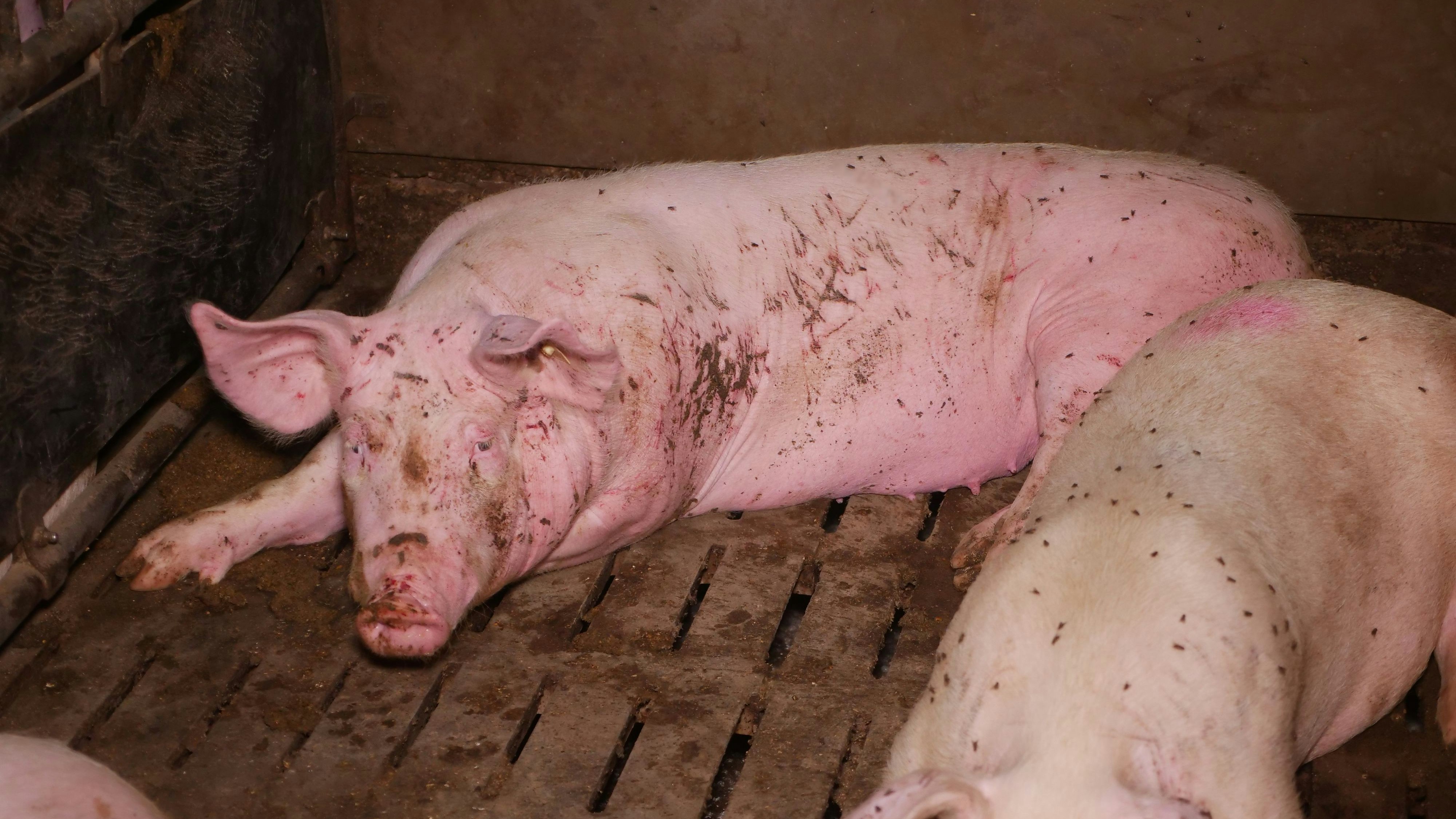 Heute.at - Tierquälerei – Staatsanwaltschaft ermittelt jetzt