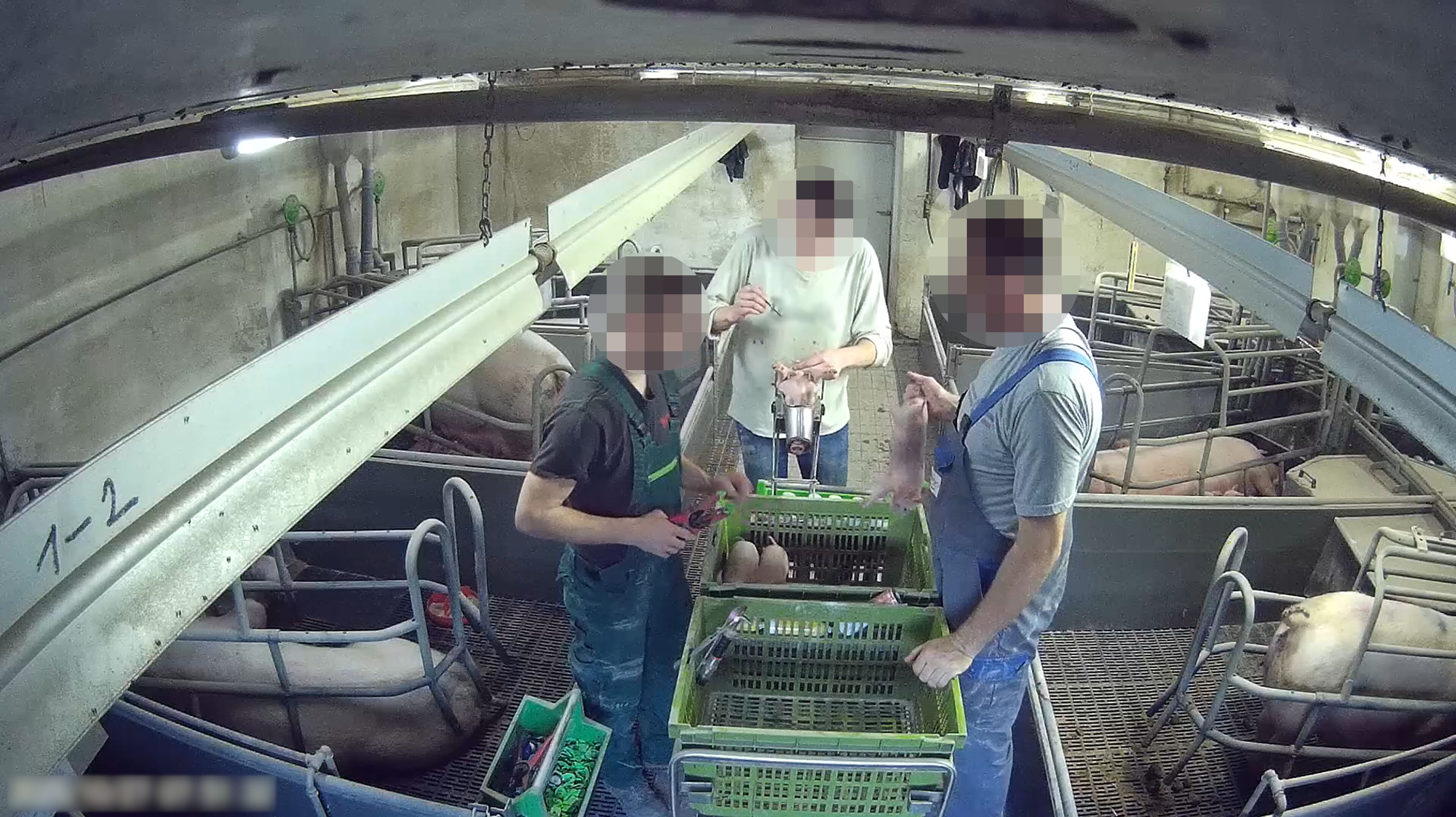 Die Tiere sollen geschlagen, auf den Boden geworfen, elektrogeschockt und sogar anuriniert worden sein.