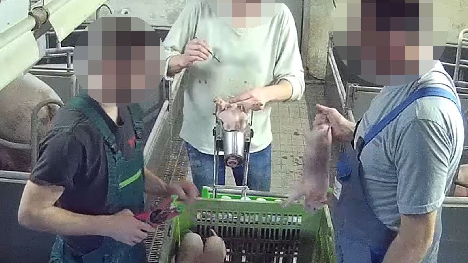 Heute.at - Skandal-Schweinestall: Mitarbeiter fristlos gekündigt