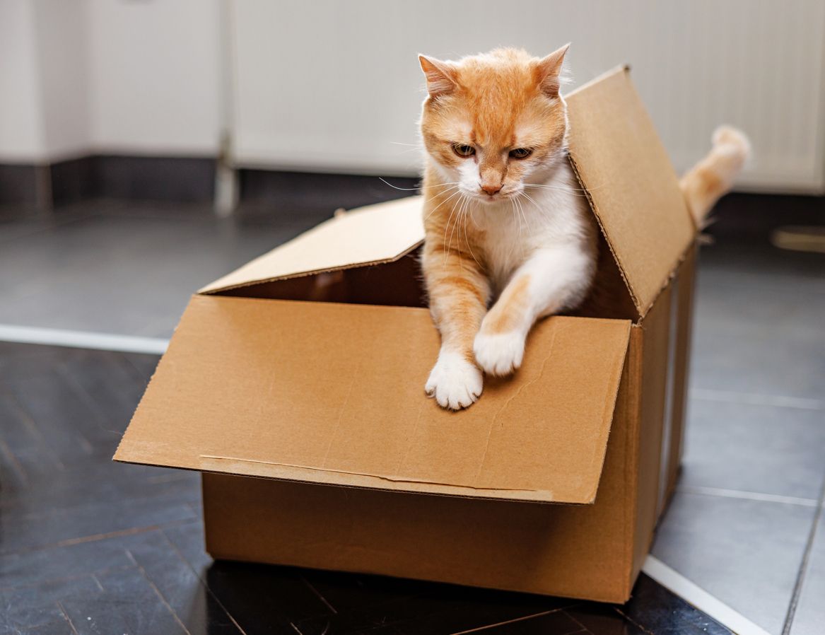 Heute.at - Eingepackt! Frau verschickt aus Versehen ihre Katze