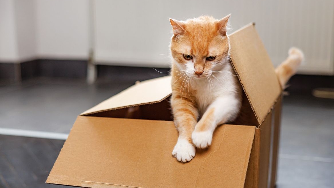 Heute.at - Eingepackt! Frau verschickt aus Versehen ihre Katze