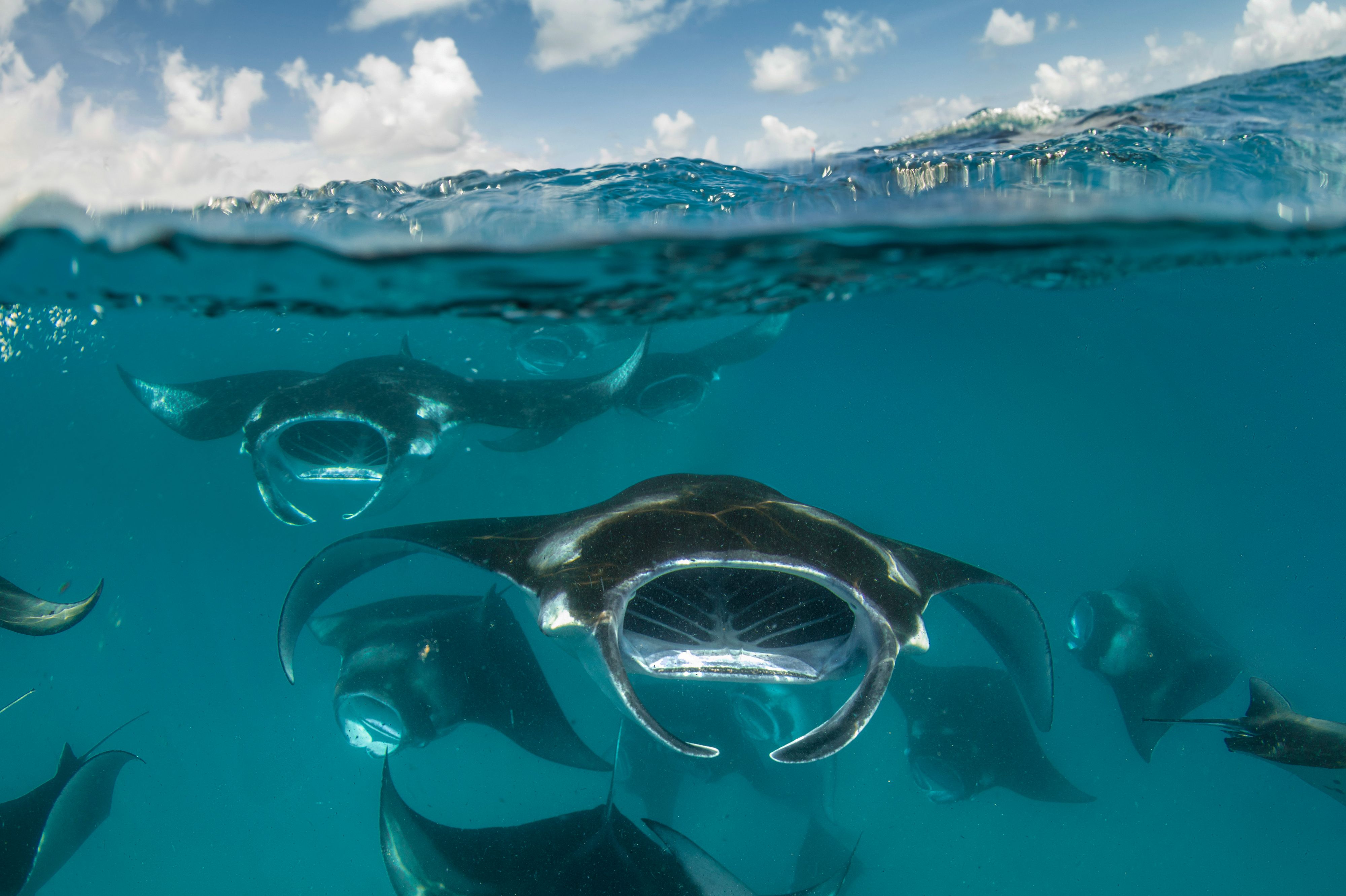 Heute.at - Haie und Rochen im Fokus – Artenschutzgipfel startet