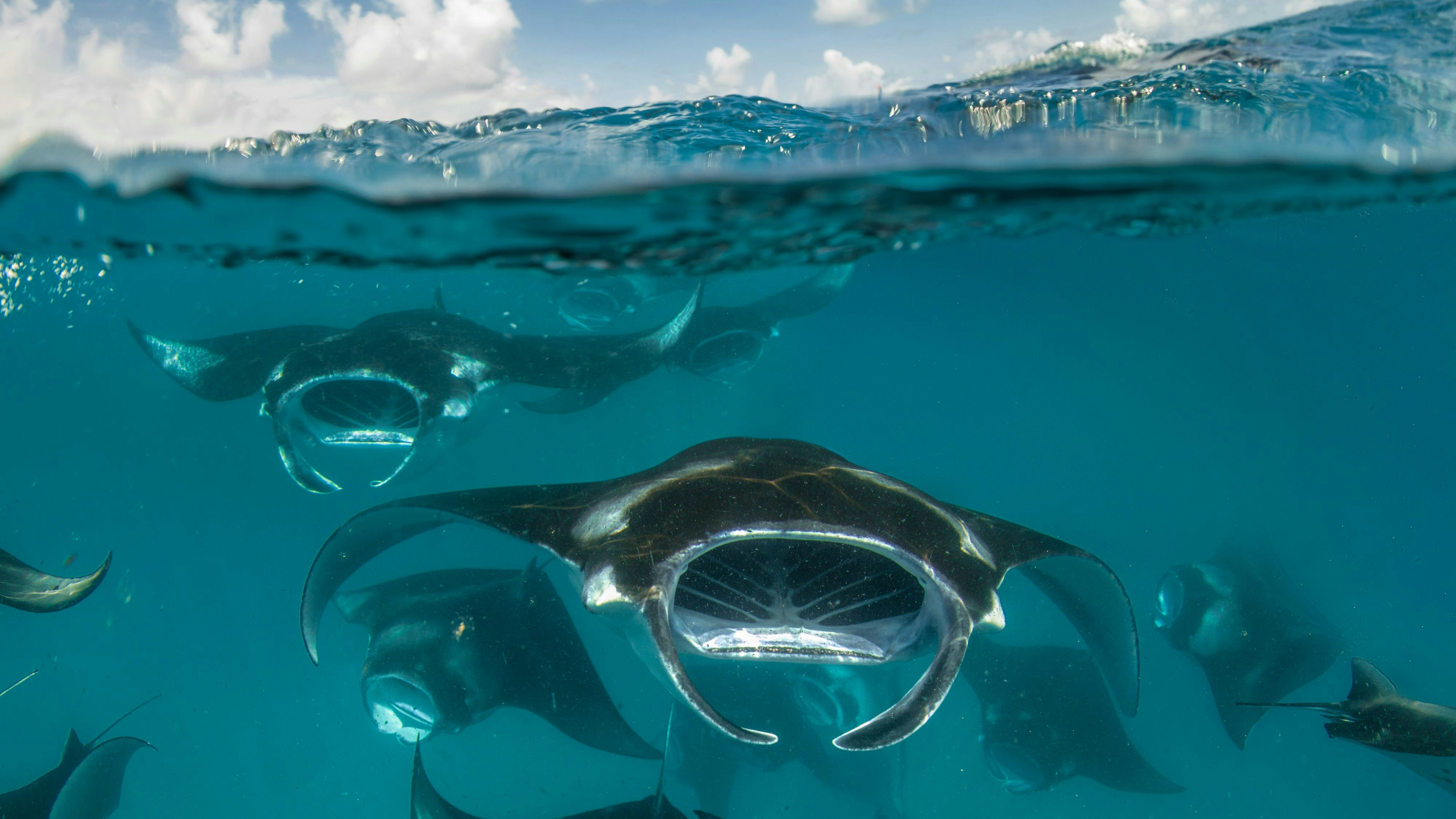 Heute.at - Haie und Rochen im Fokus – Artenschutzgipfel startet