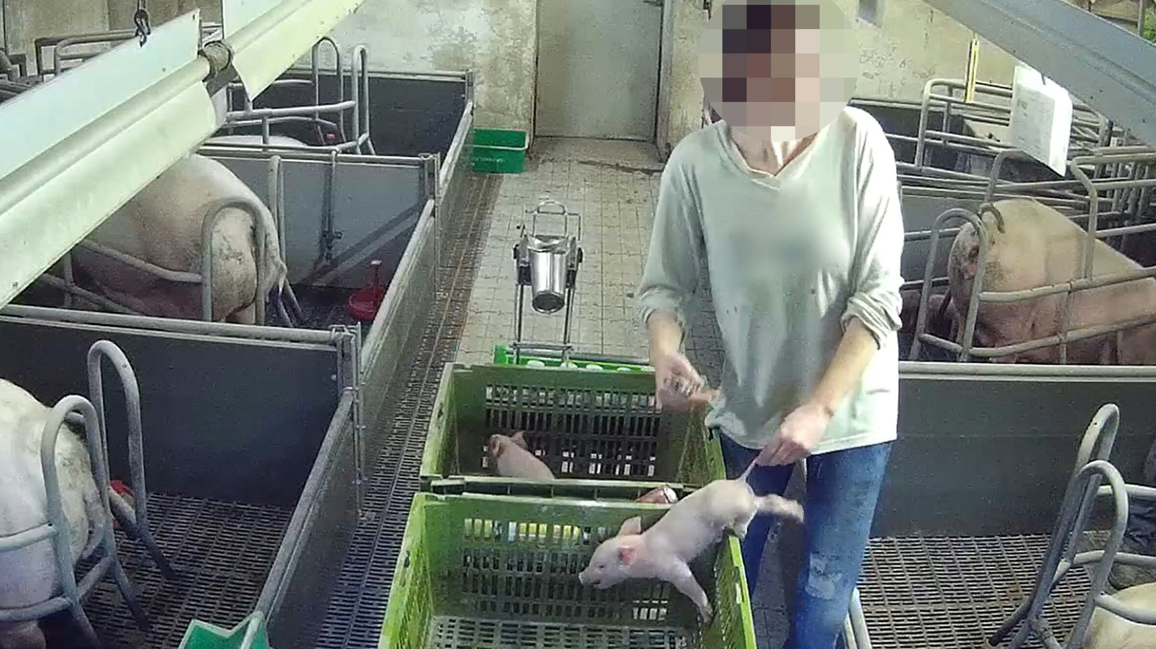 Heute.at - Schweine-Skandal: Betrieb erhielt Millionen-Förderung