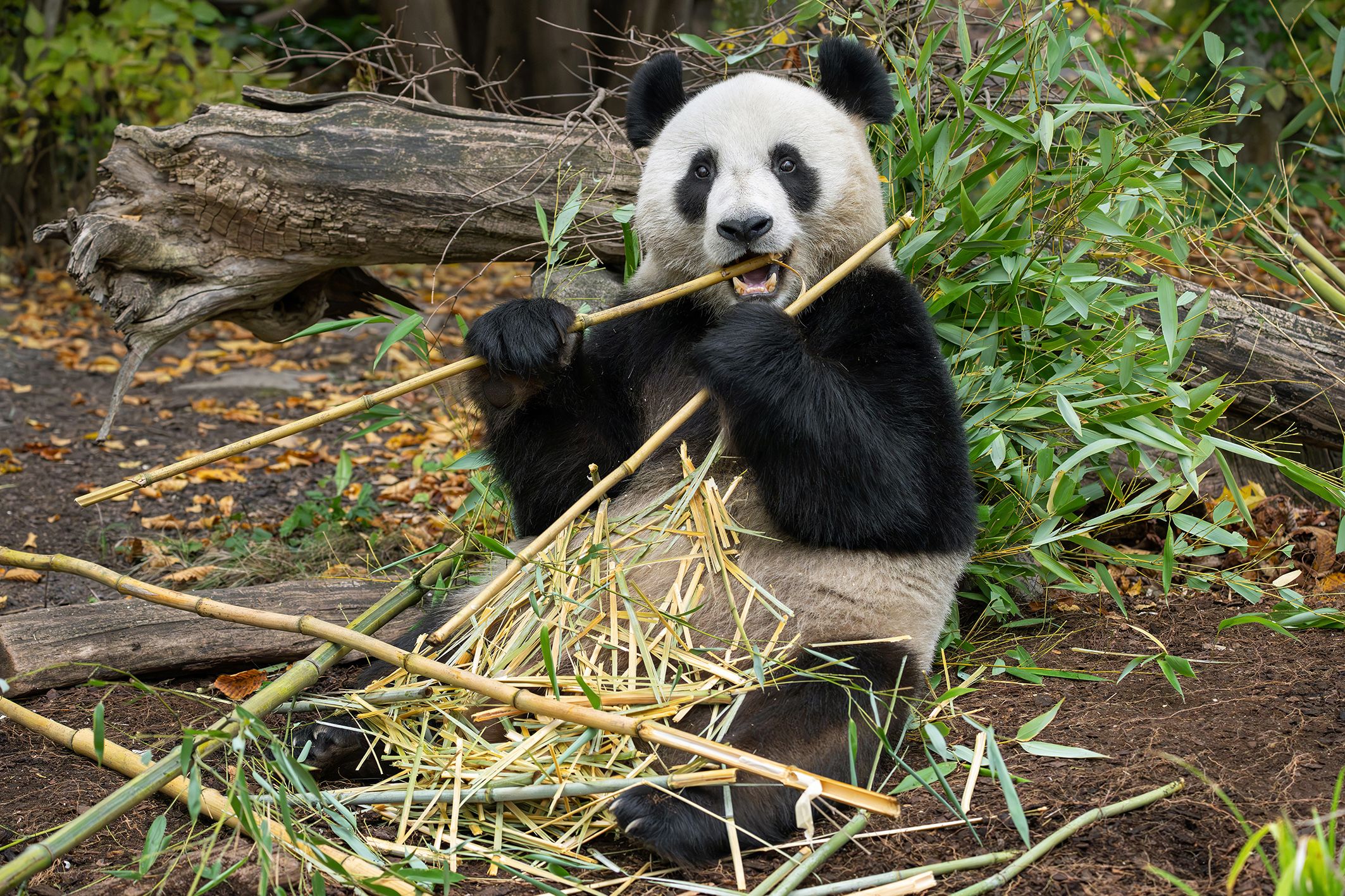 Heute.at - Diese Spezialführungen in Schönbrunn sind PANDAstisch!