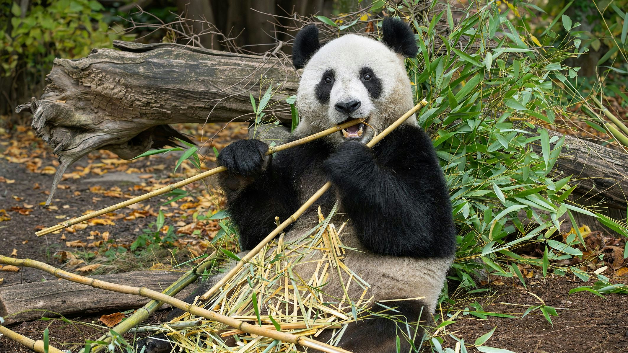 Heute.at - Diese Spezialführungen in Schönbrunn sind PANDAstisch!