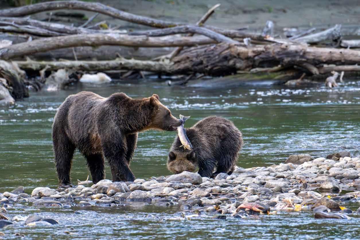 Ein Grizzlybär ging in Bella Coola (British Columbia) auf Volksschüler los. 11 Kinder erlitten teilweise schwere Verletzungen. Symbolbild. 